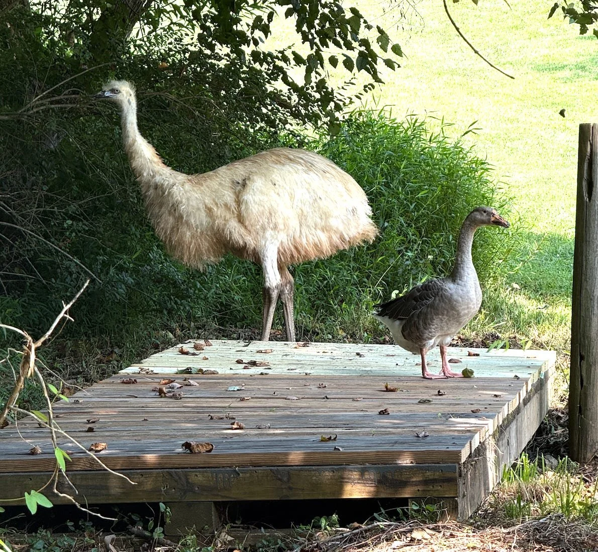 Homesteading: Emu Does a Bad Thing