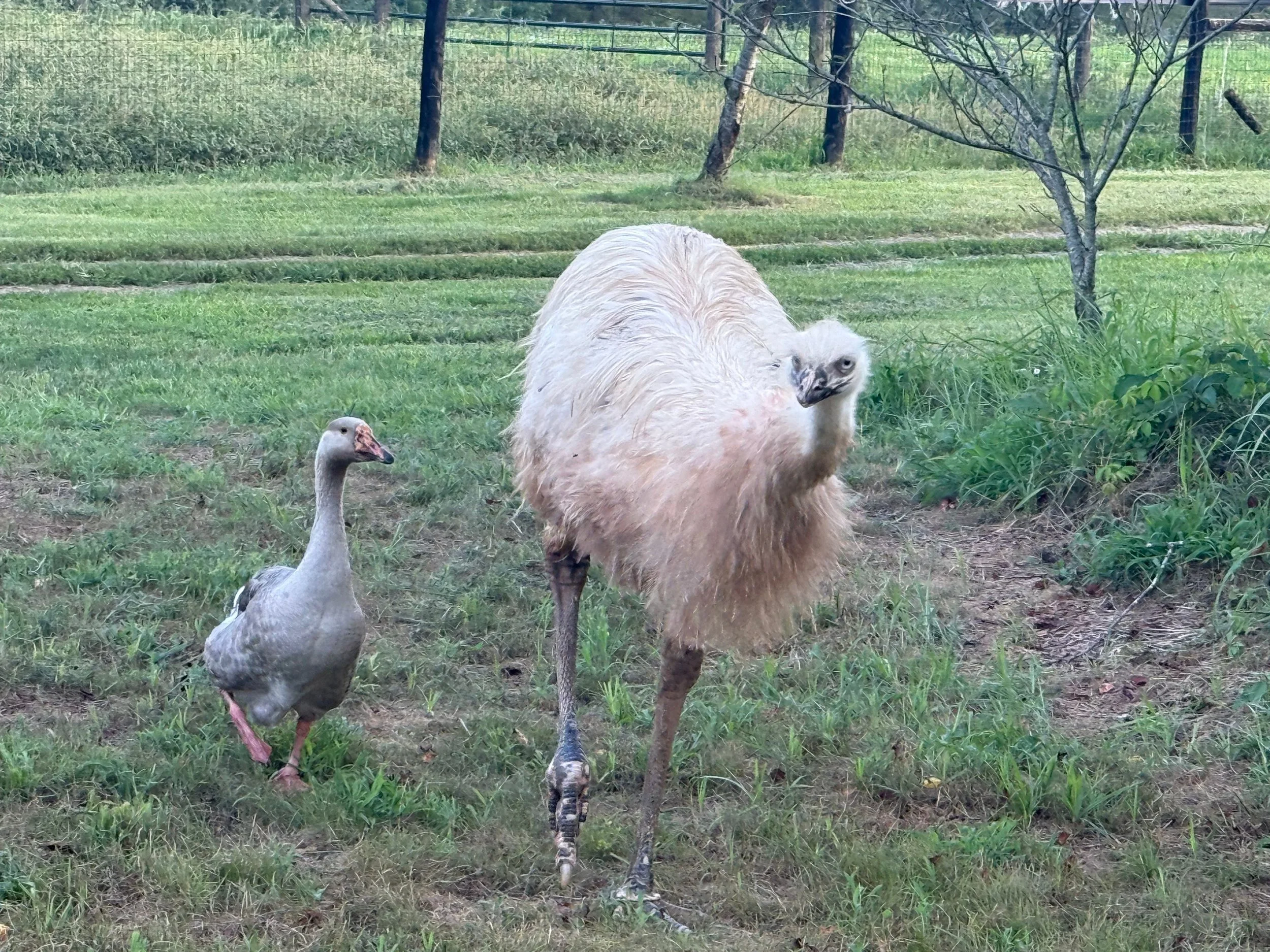 Homesteading: Mid-Summer Rains