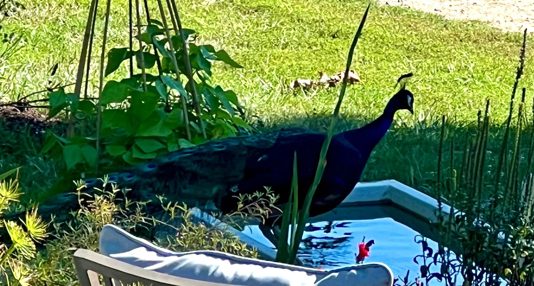 Homesteading: The Dog Days of Summer 2024