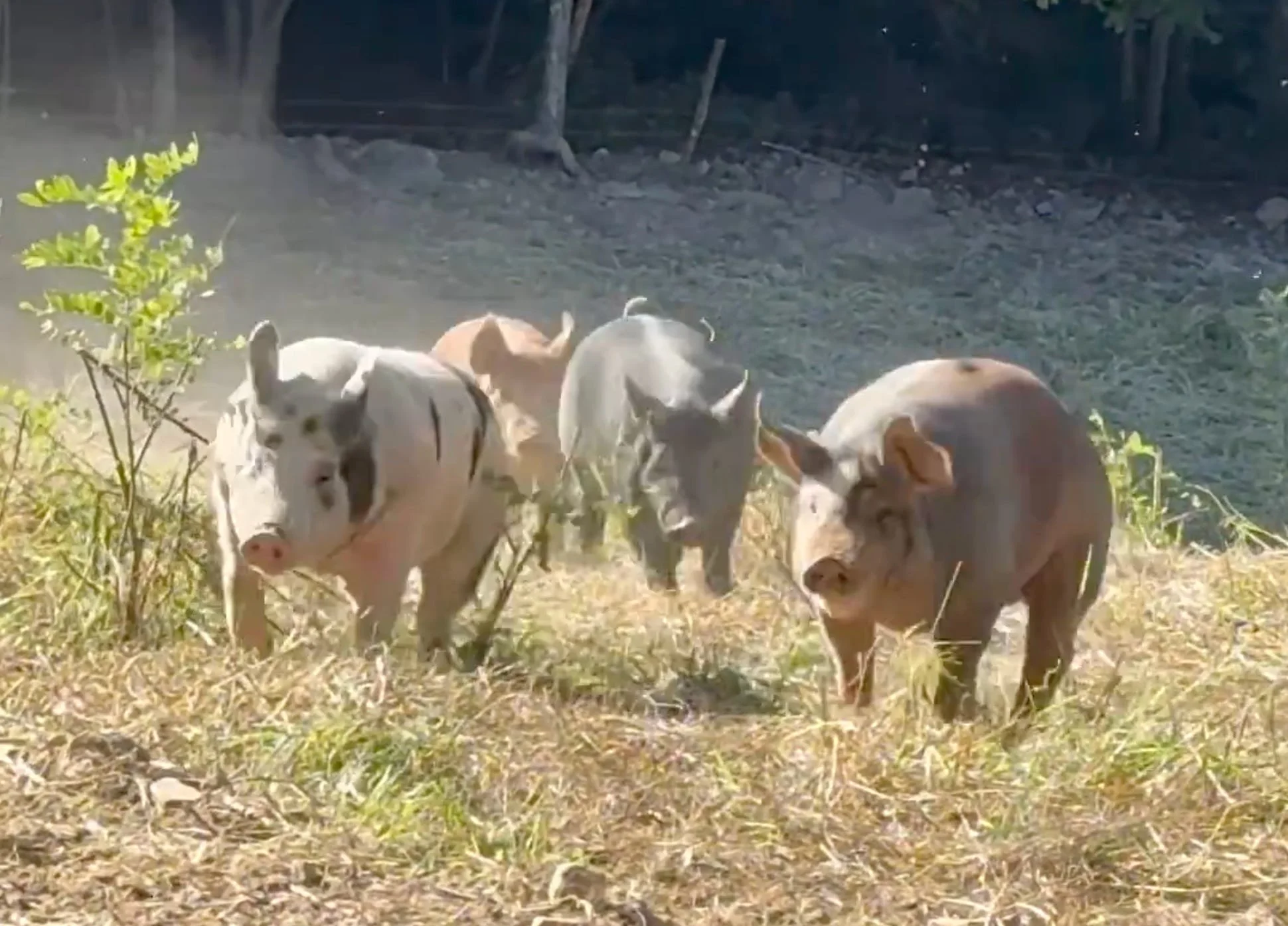 Homesteading: The Little Piggy