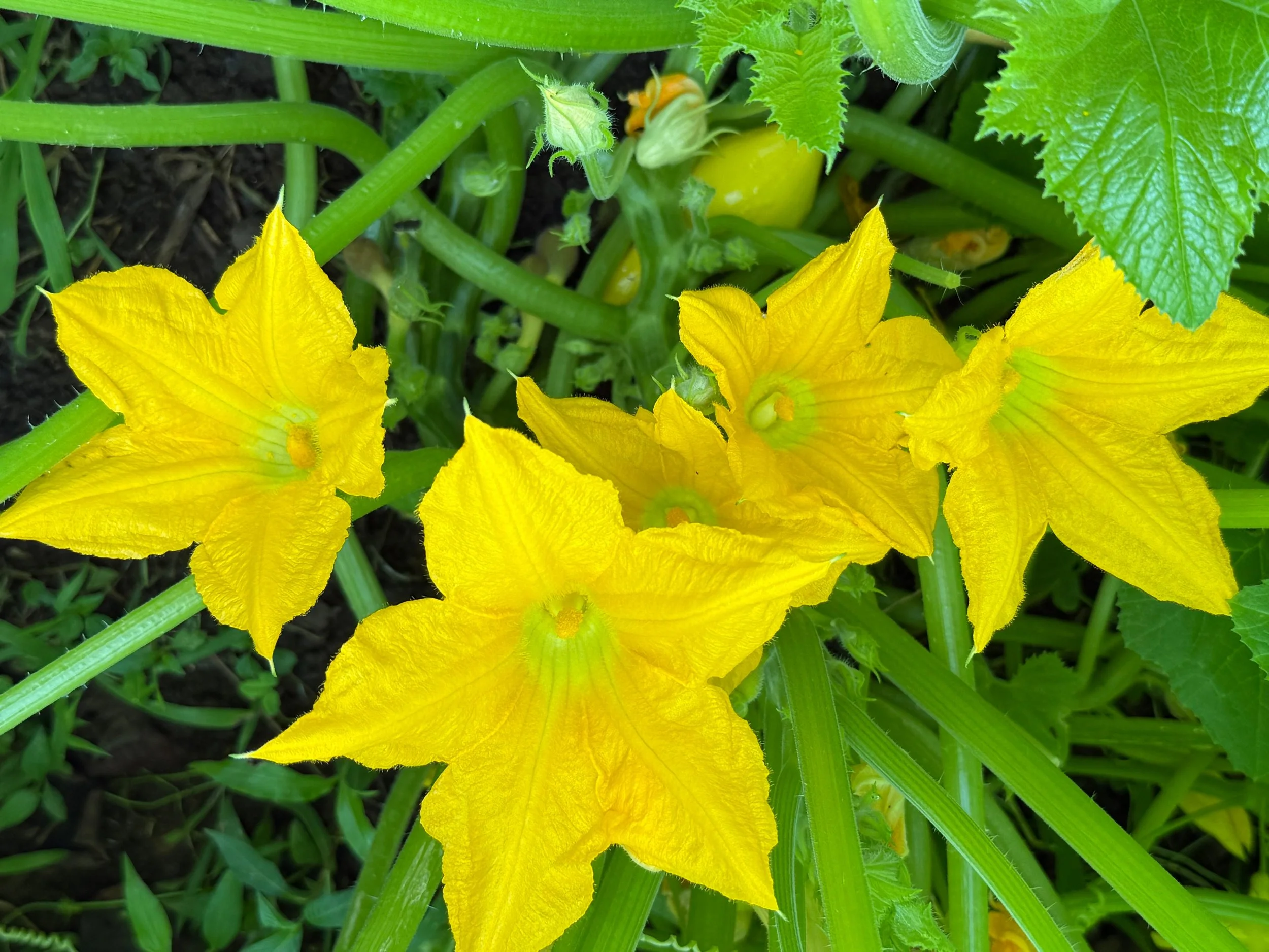 Homesteading: Eat Your Vegetables