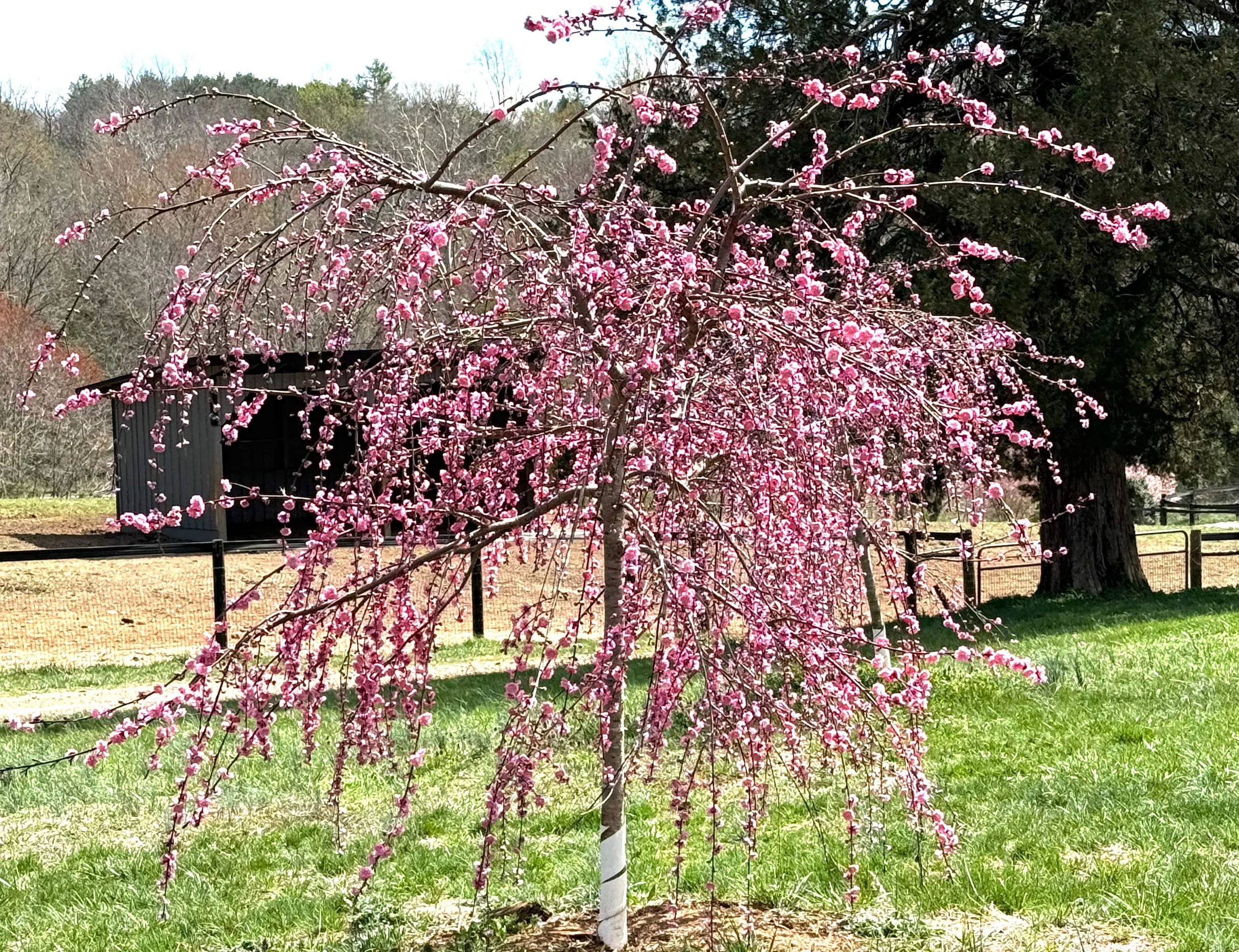 Homesteading and Regenerative Farming