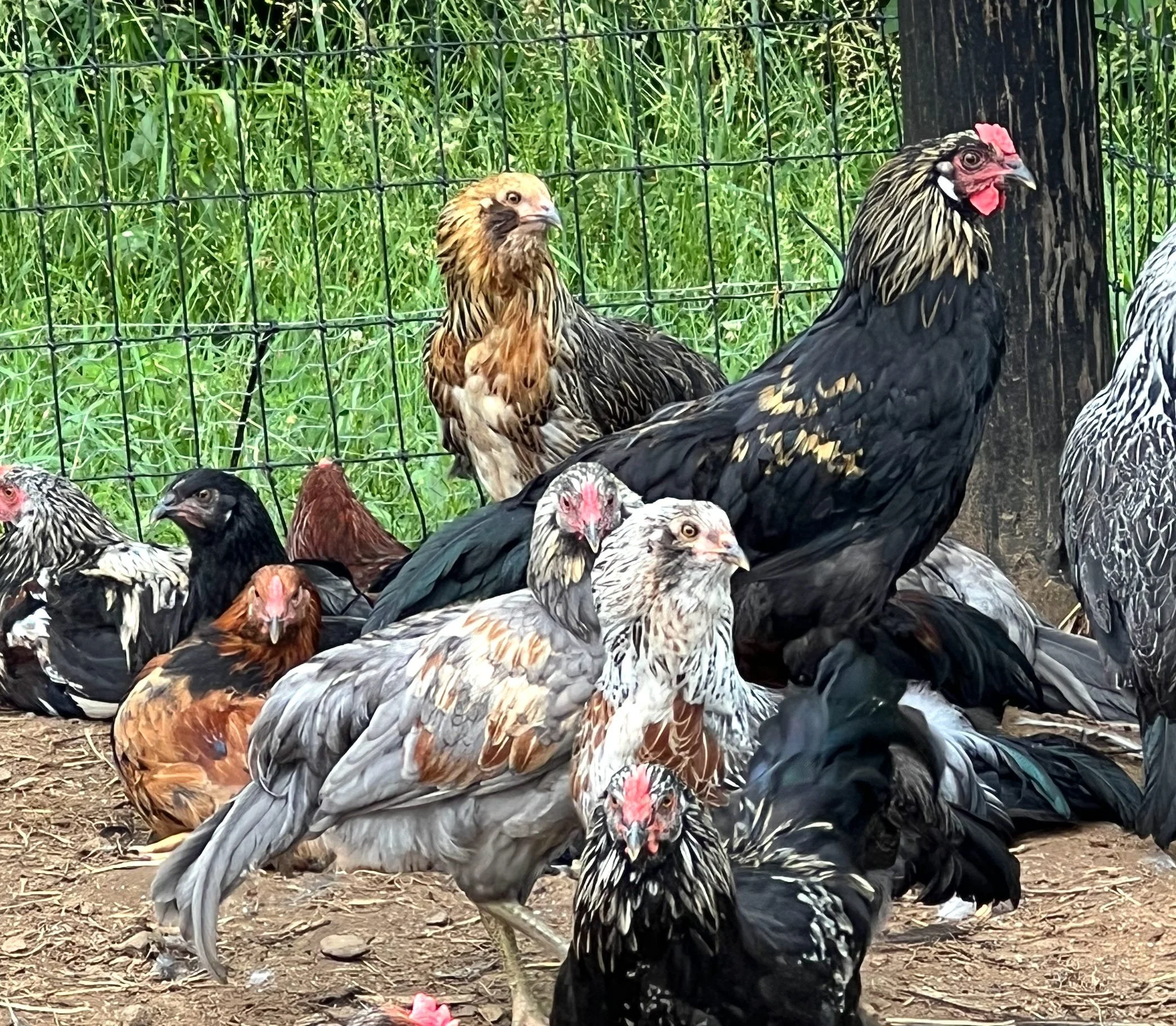 Homesteading 101: The Great Massacre of 2024