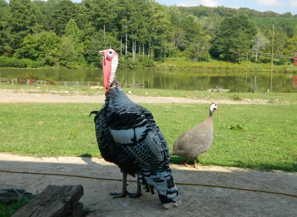 Homesteading: Springtime Turkeys