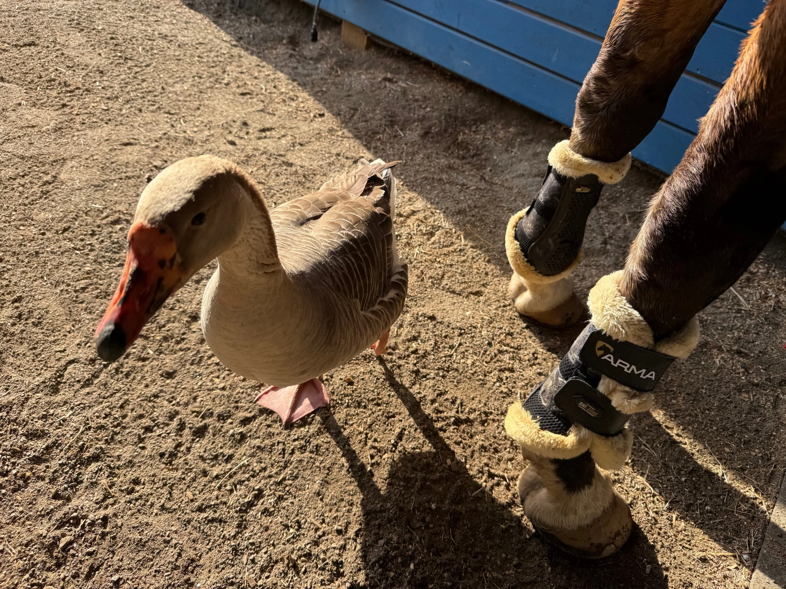 Homesteading: Small Wonders