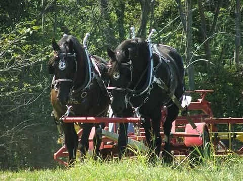 Homesteading: We All Need to Become Farmers Again