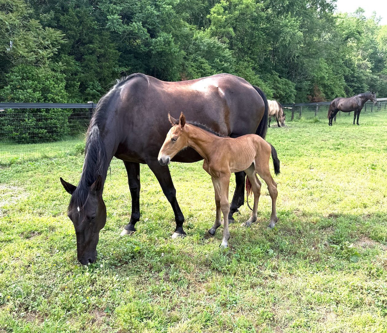 Homesteading: The Filly, the Freeze, and the Sourdough Experiment