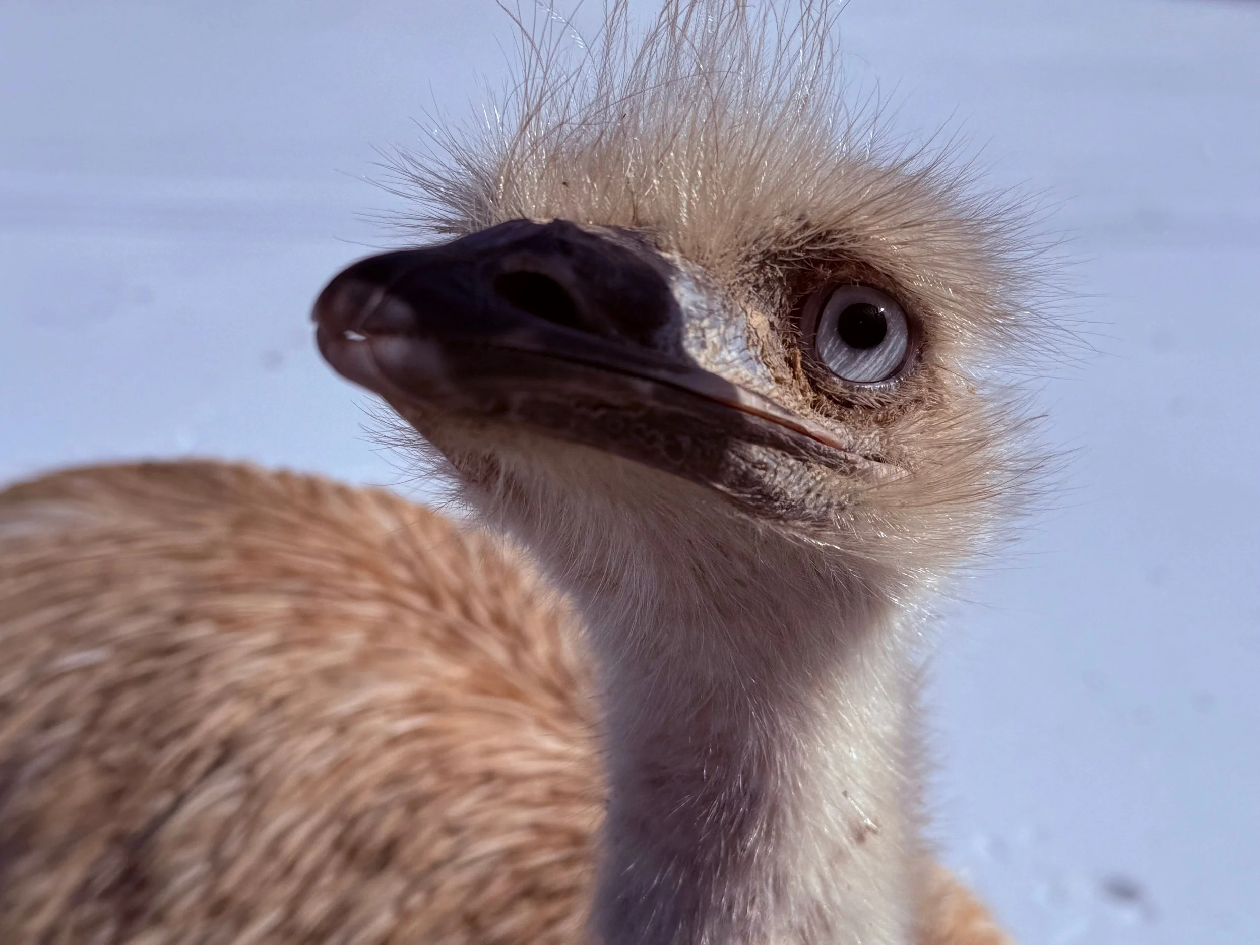 Homesteading: The Art of Butter and the Traveling Circus of our Life.