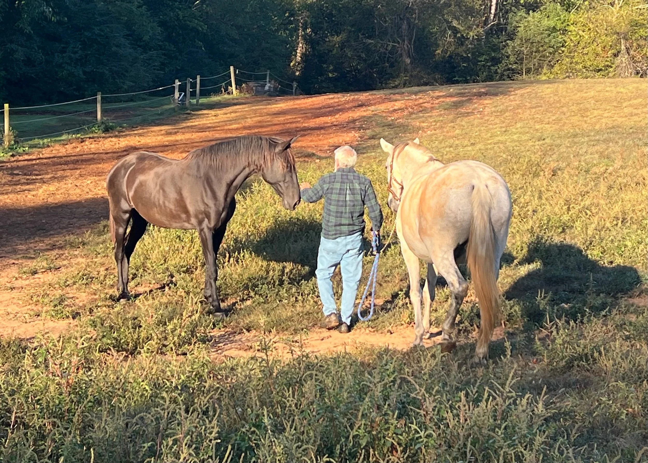 Homesteading: Horsetails