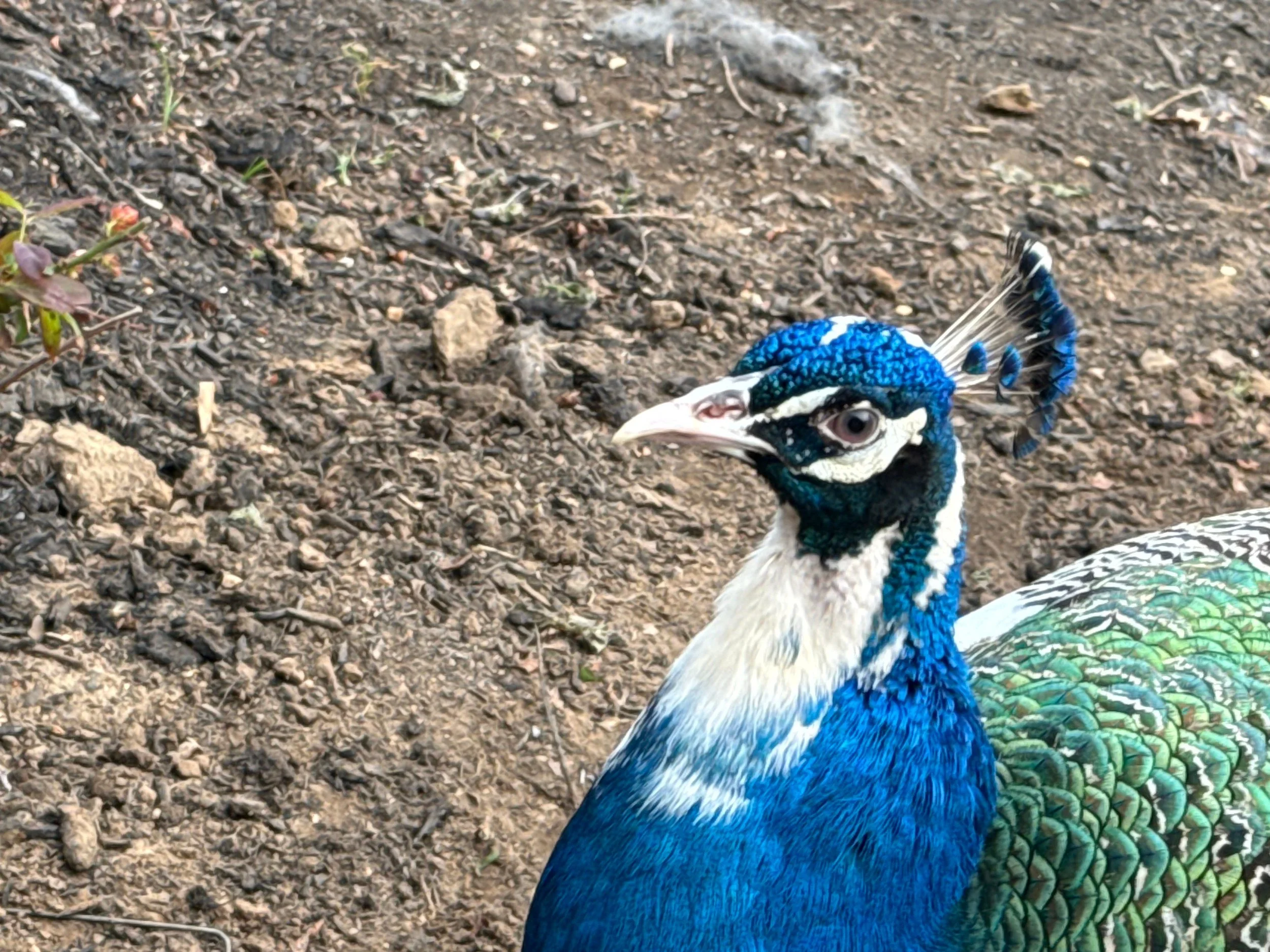 Homesteading 101: God's Country