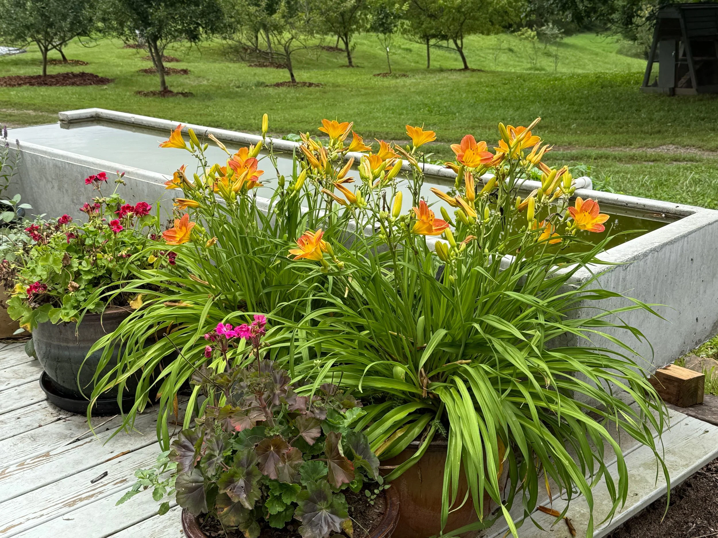 Homesteading: Terrorizing Snakes and Marauding Birds.