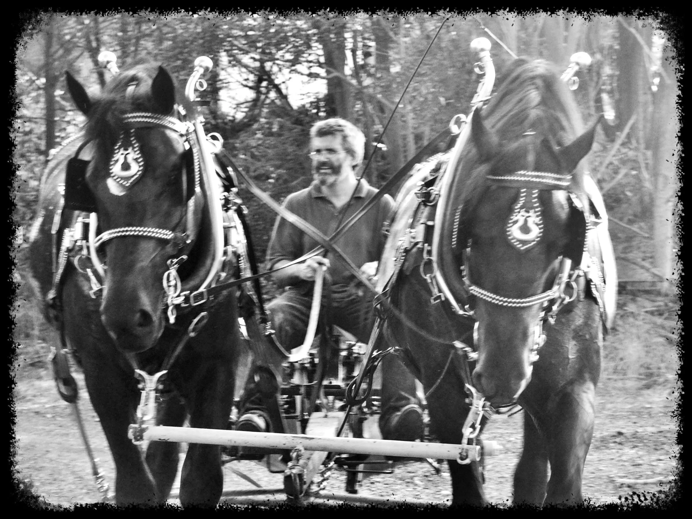 Homesteading: Harnessing Horse Power