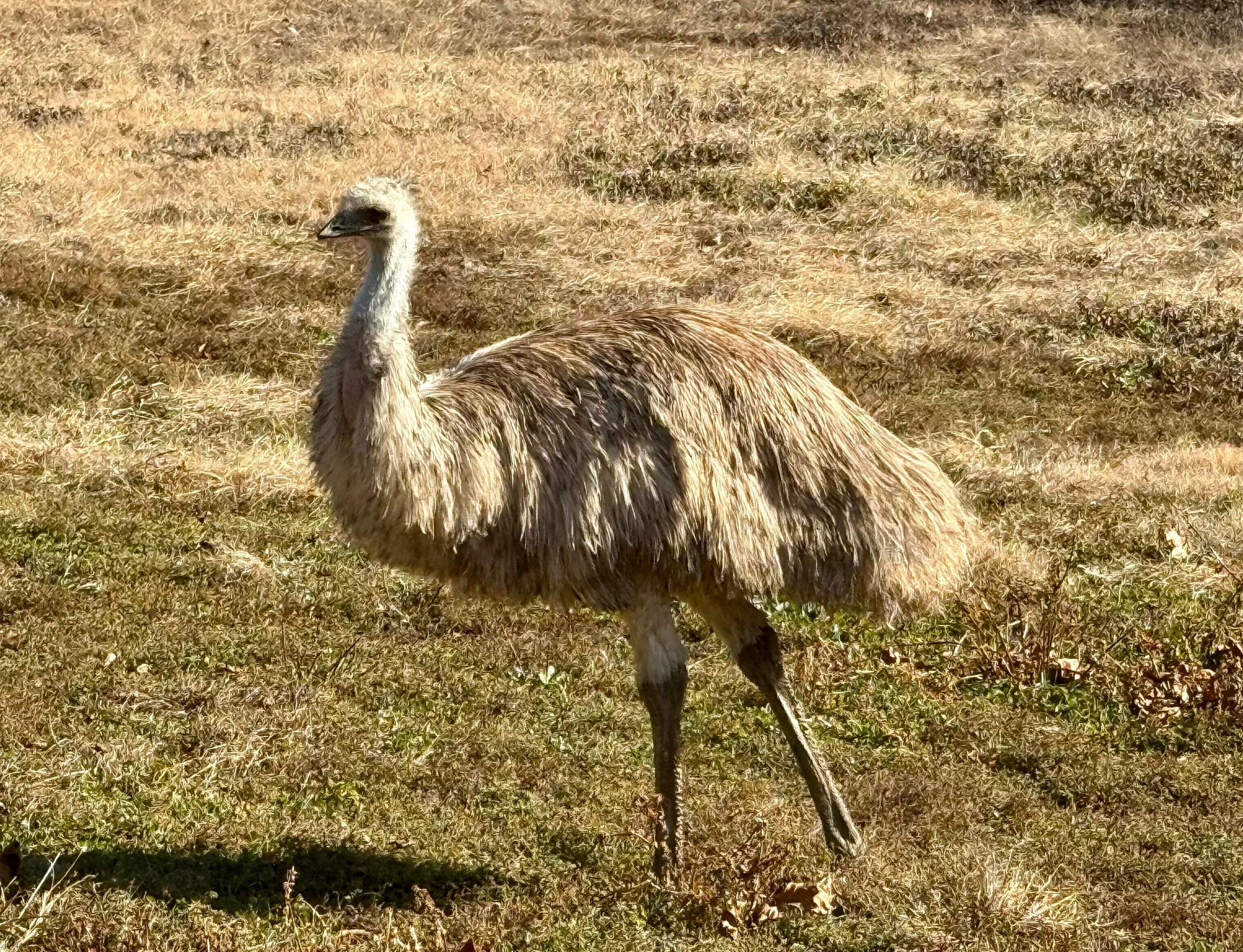 Homesteading: And then there were two