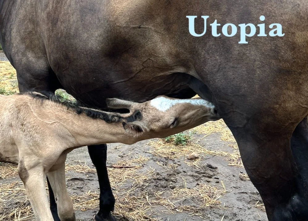 Utopia: The Miracles of Life