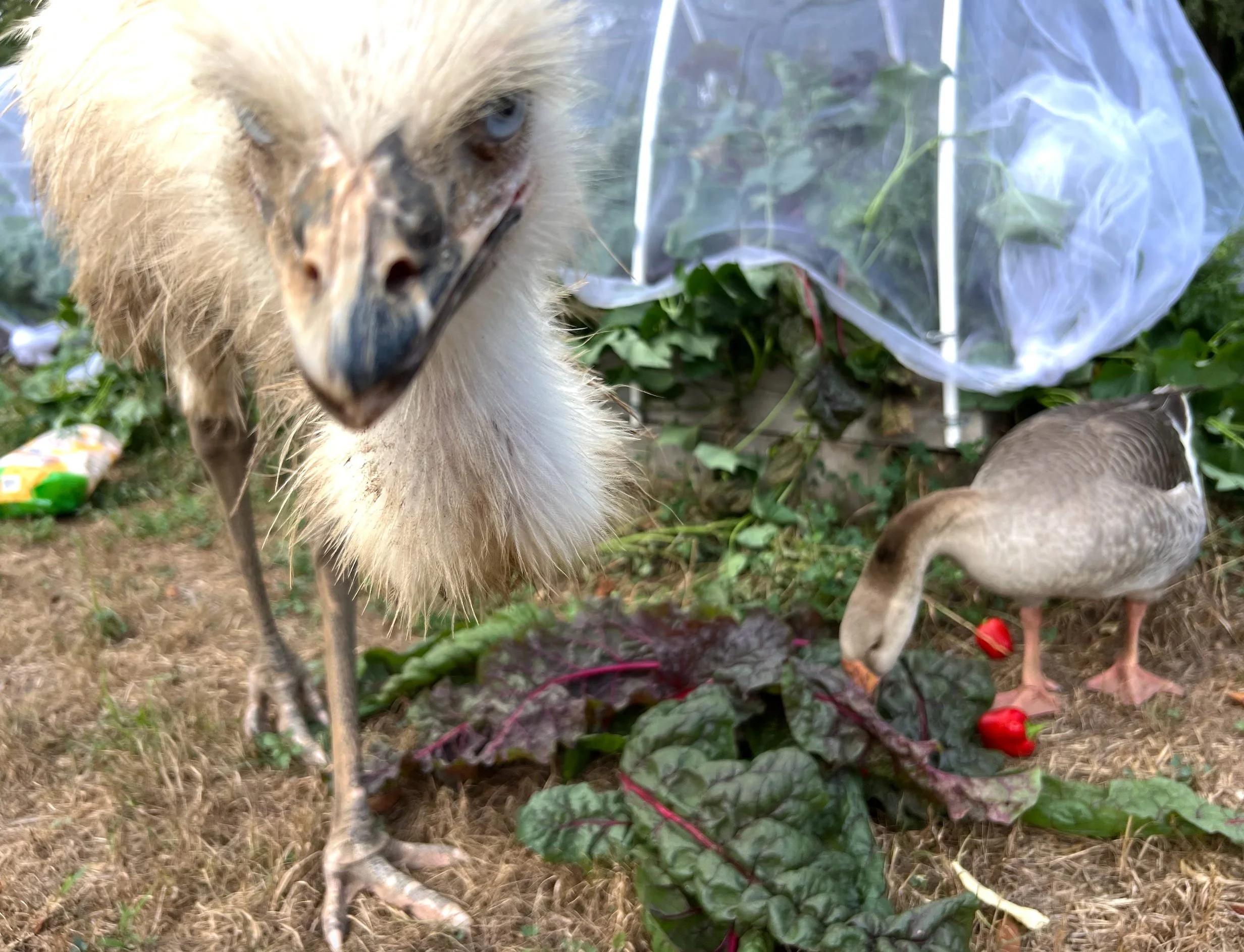 Homesteading: Preparing for Spring