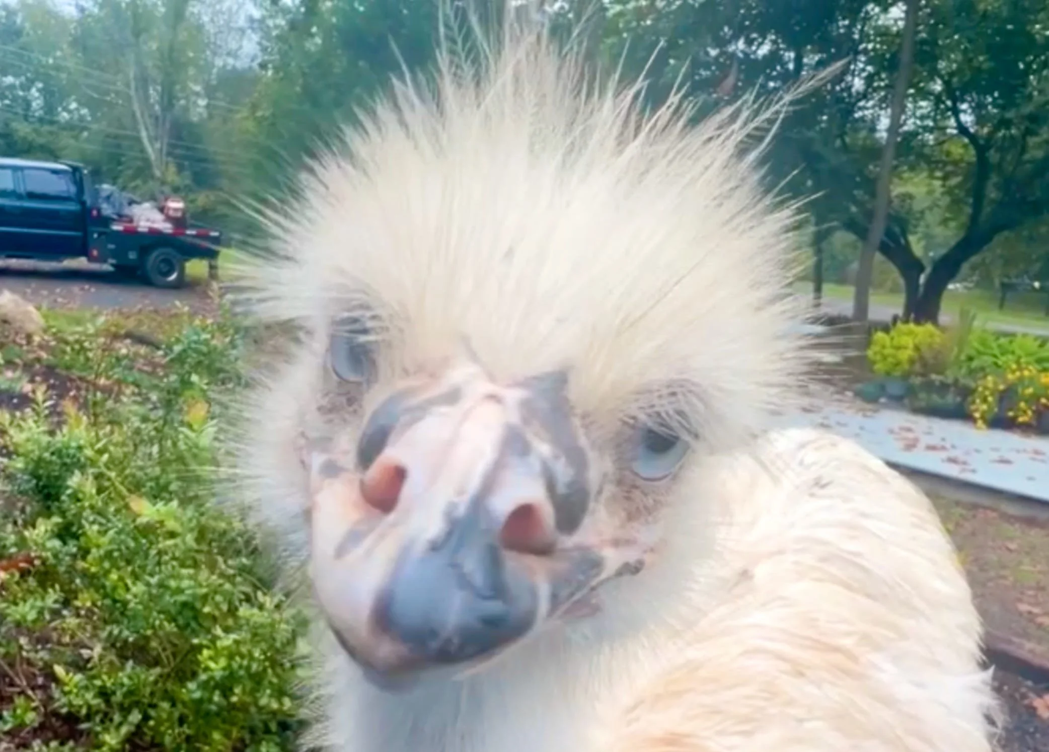 Homesteading: Fall 2024 is Upon Us