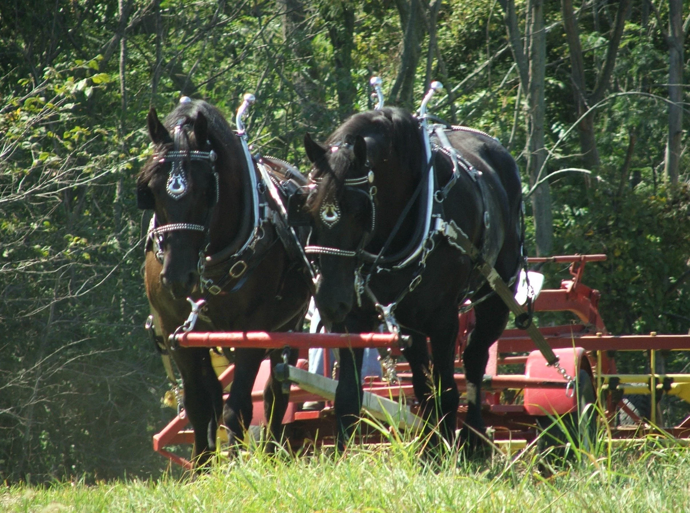 Homesteading 101: Regenerative Farming and the American Farmer.