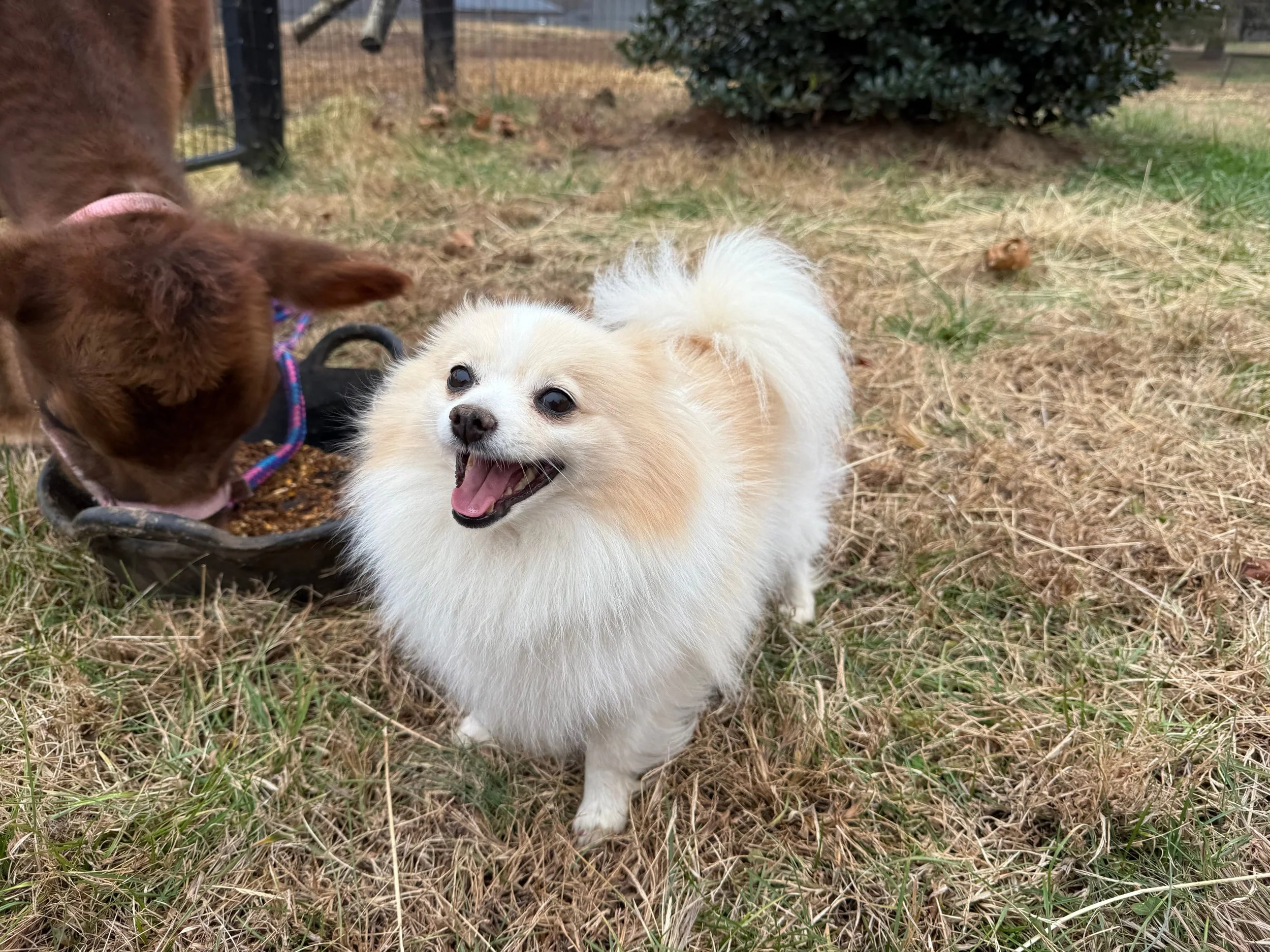 Homesteading: Pig Weed cometh