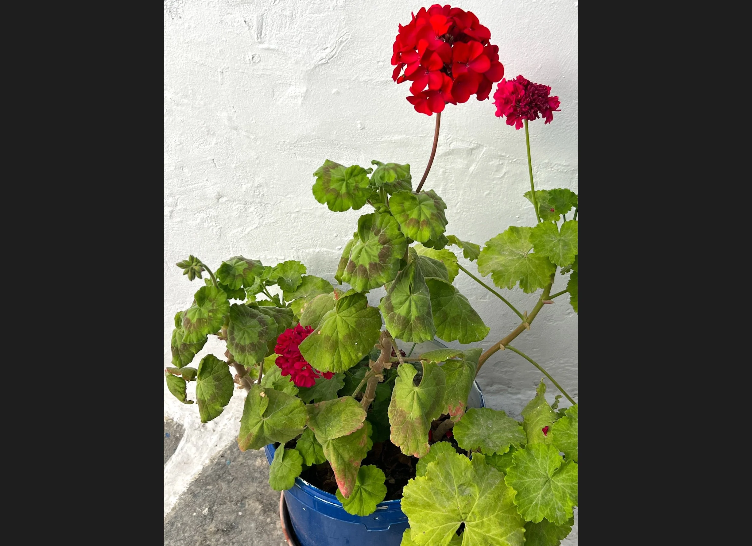 Homesteading 101: The End of Summer Blues