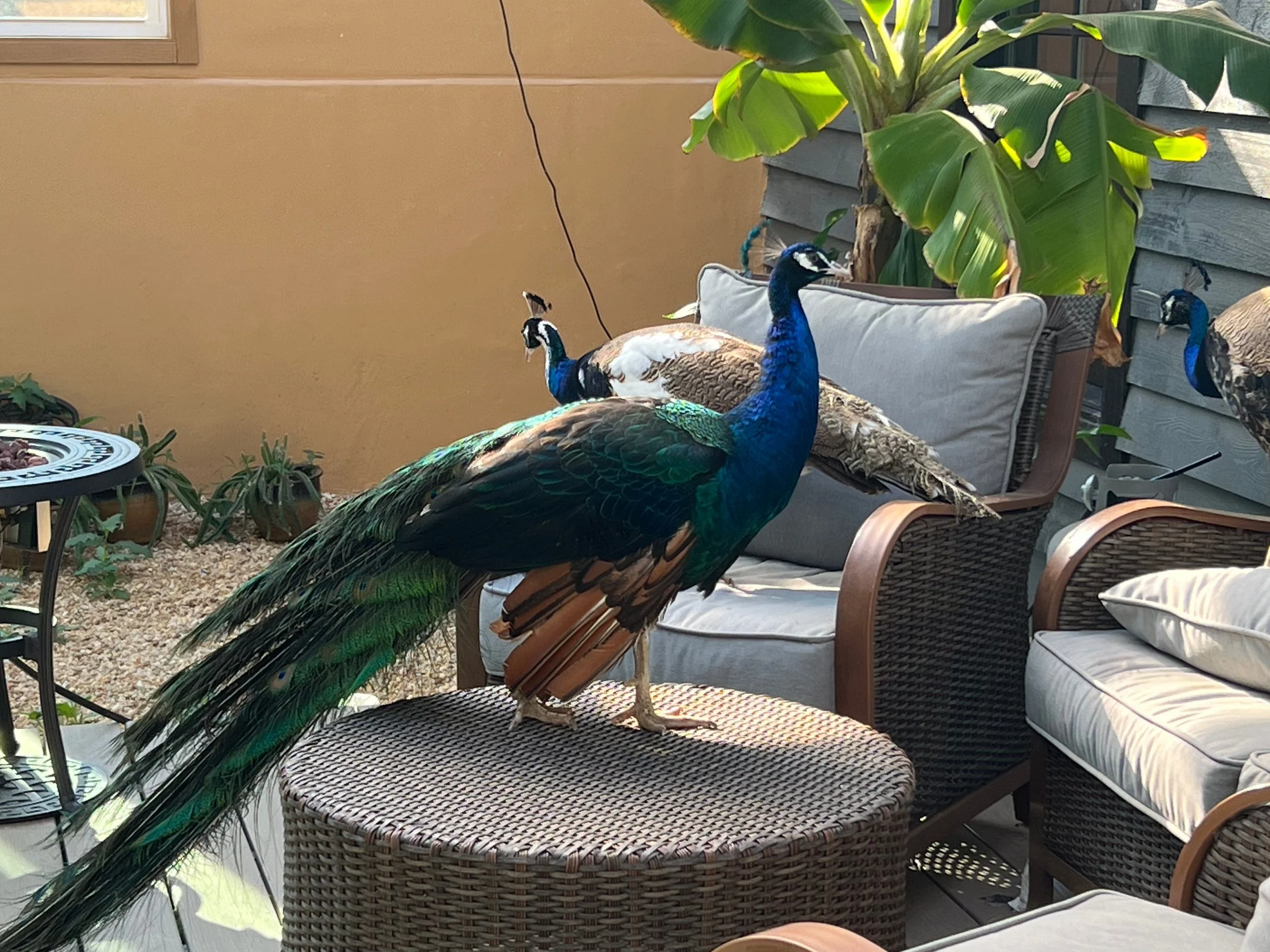 Homesteading: Peacocks, Plants, and Horses!