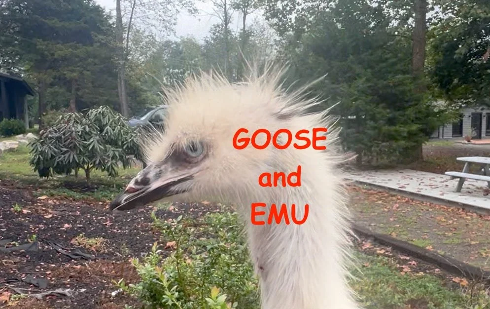 Homesteading: The Simple Pleasures and Tough Decisions