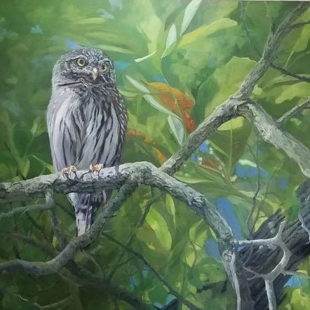 Northern Pygmy Owl Madera Canyon.jpg