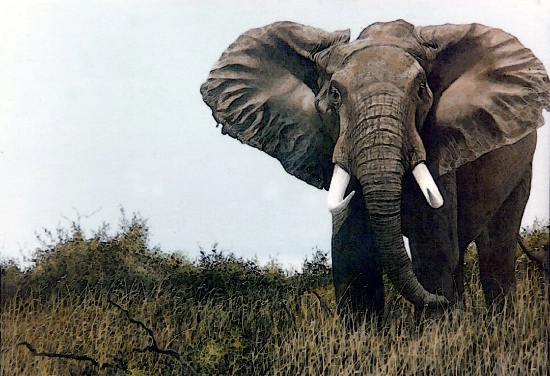 African elephant higher res.jpg