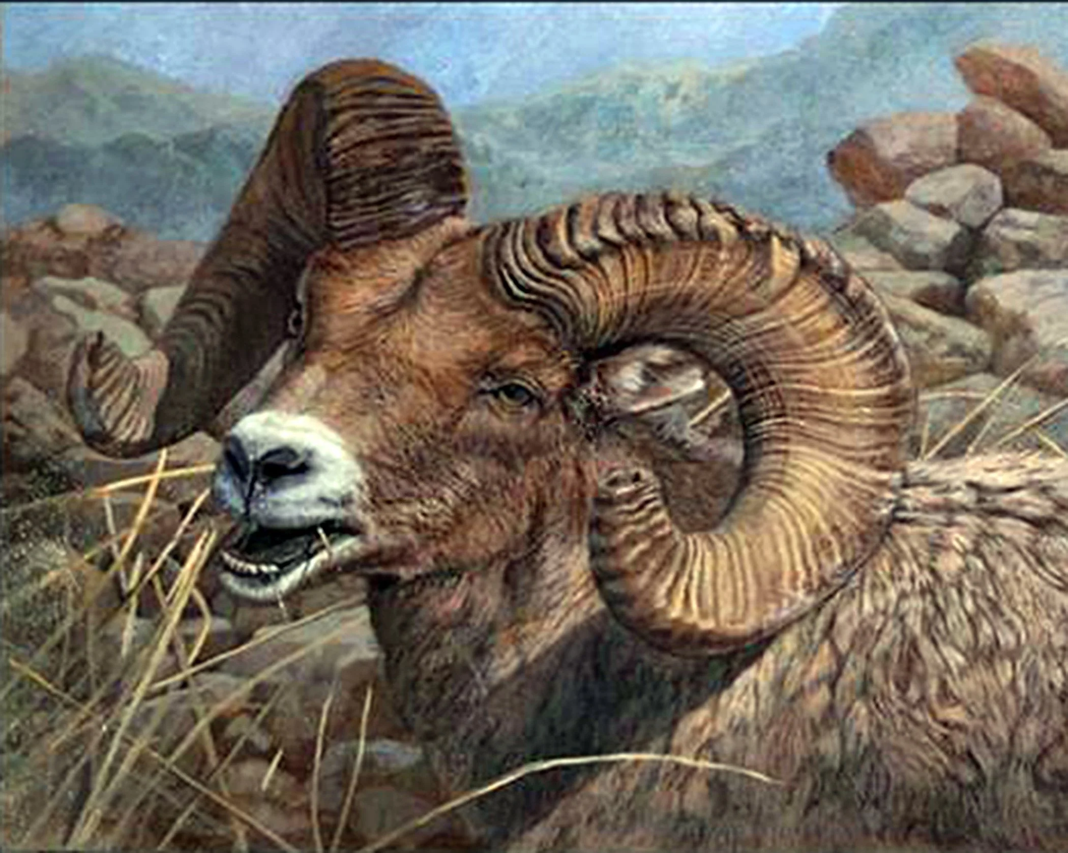 big horn ram cropped.jpg