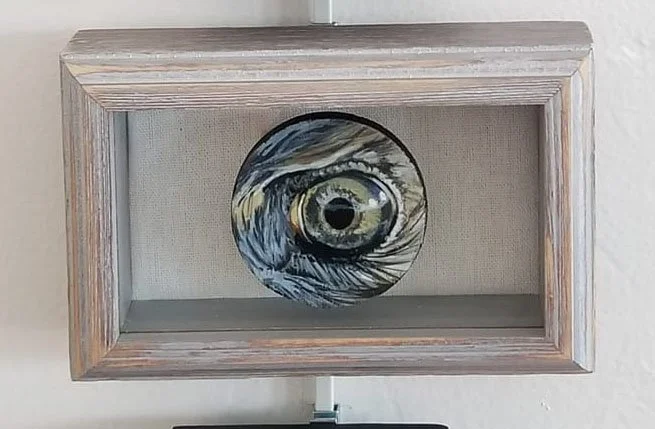 hawk eye.jpg
