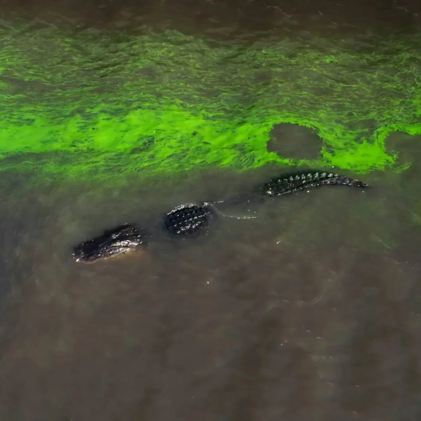 “River of Grass” Paints a Haunting Portrait of Floridian Nature