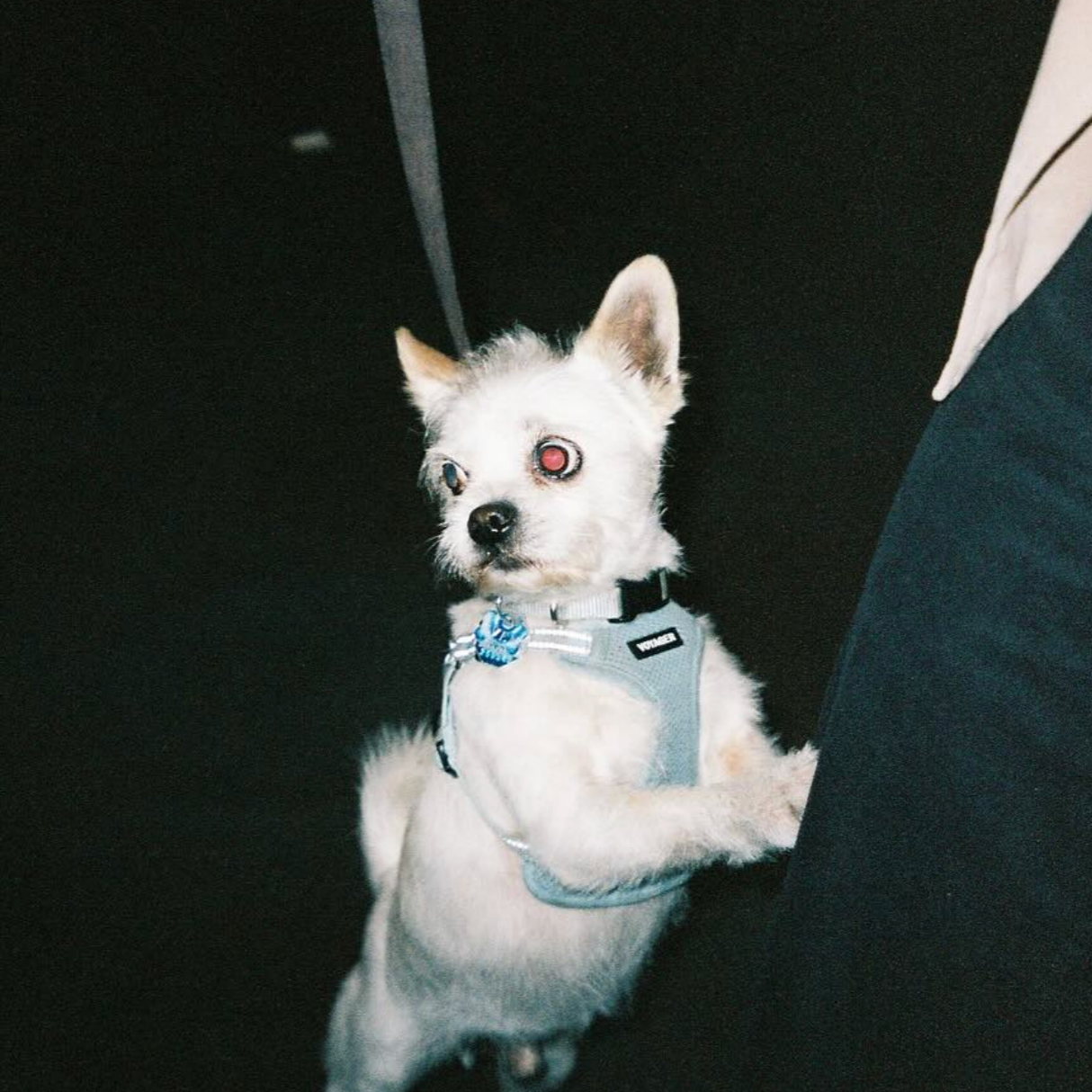 The Dogs are Back in Town for STUPID CO’s May 3 Cannes Dog Event