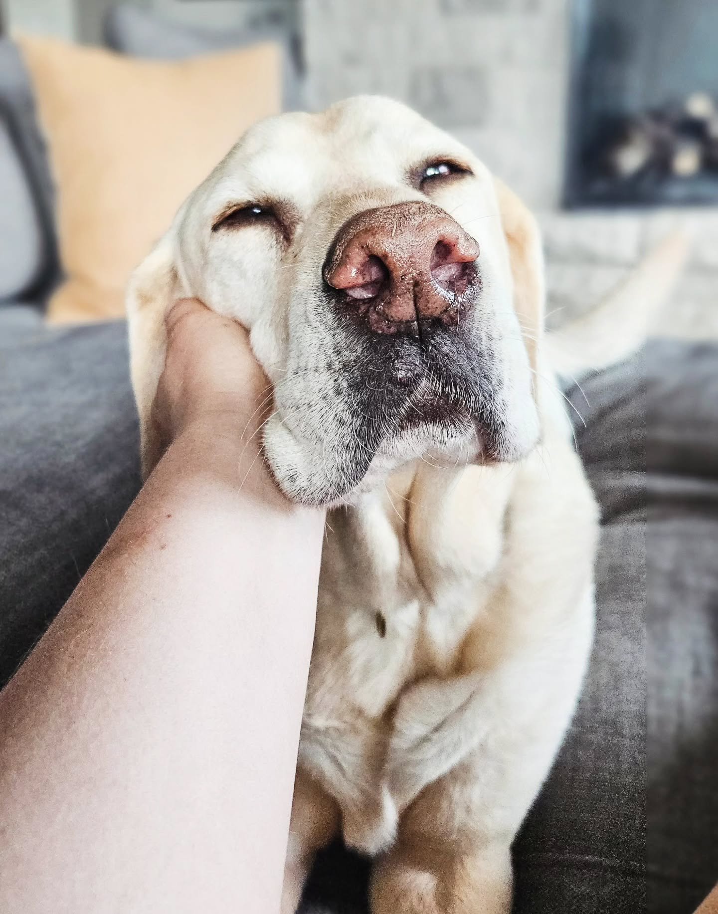 Beware of this huge cuddle monster!