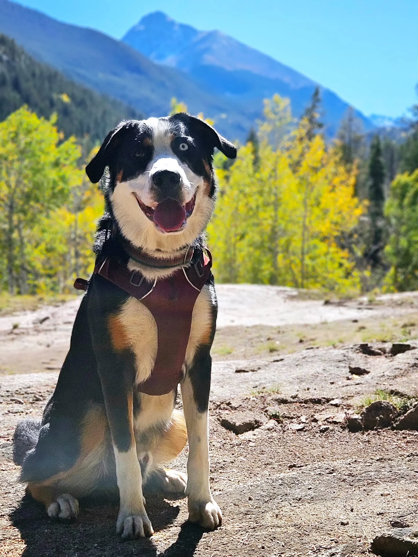 Happy 1st Birthday, Santo, you sweet goofy boy!! 🥳🥳