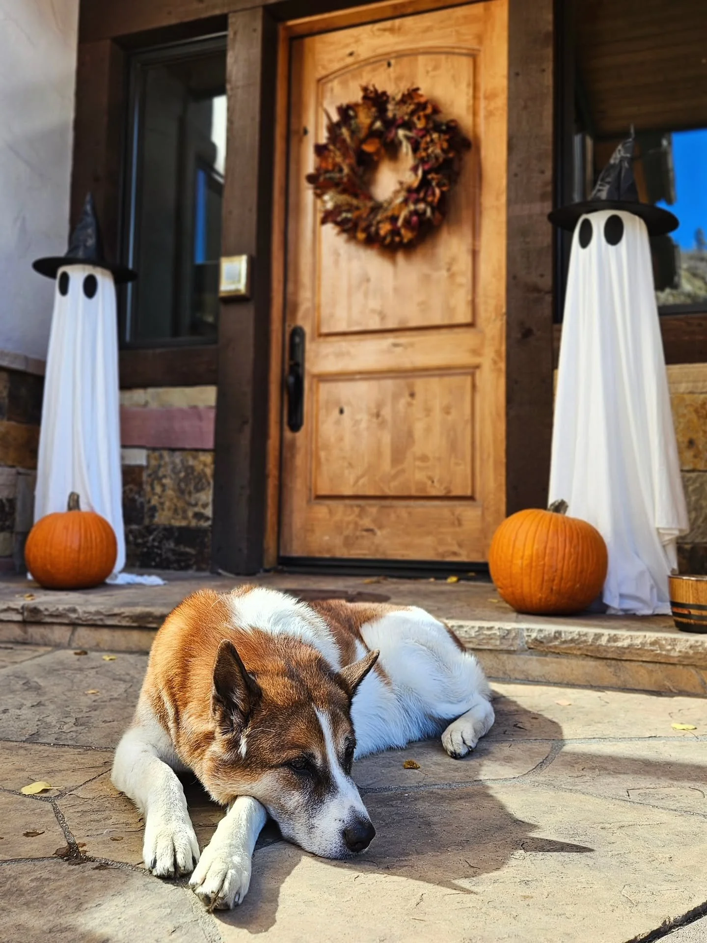 Spooky season is upon us! Enzo is unfazed by this fact 👻