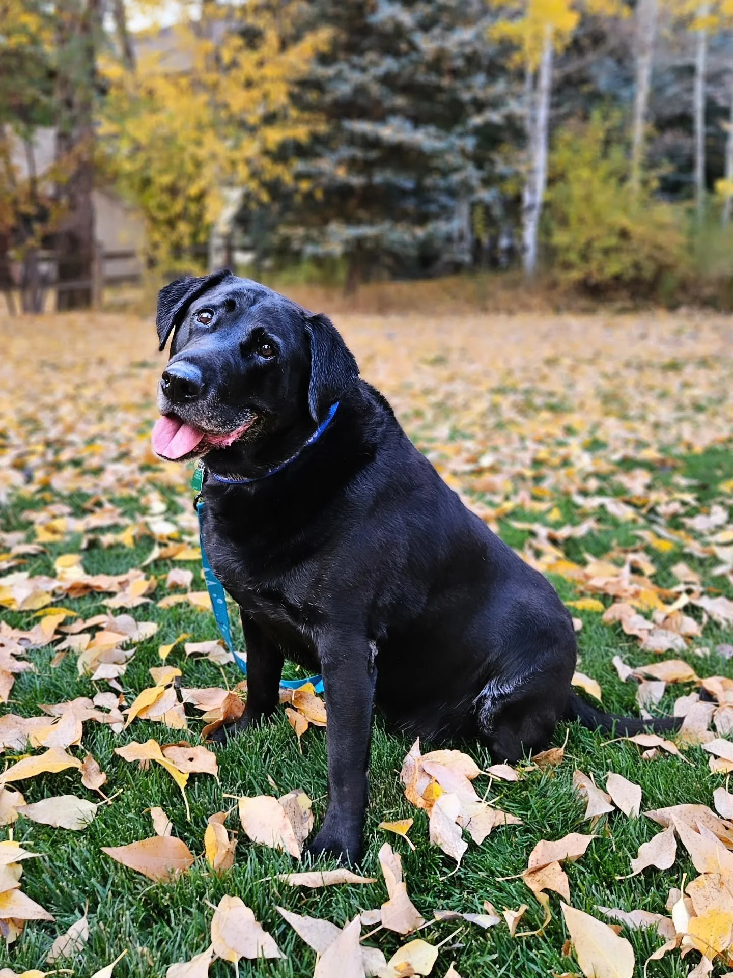 Can't get over how happy Seamus was rolling around in the leaves, enjoying the fall temps 🥰