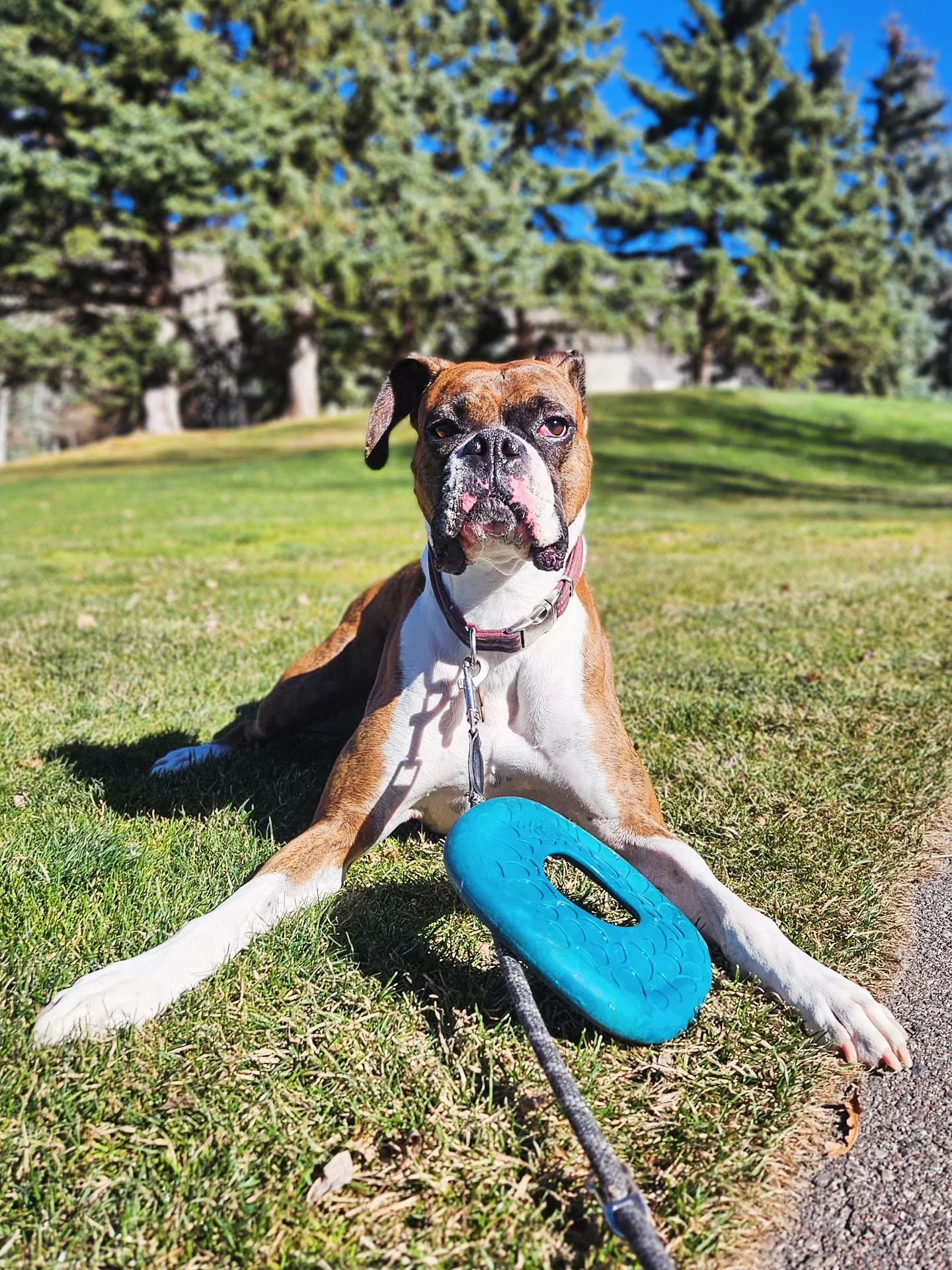 Off-season golf course walks with Murphey. He was super proud to find this frisbee during his outing