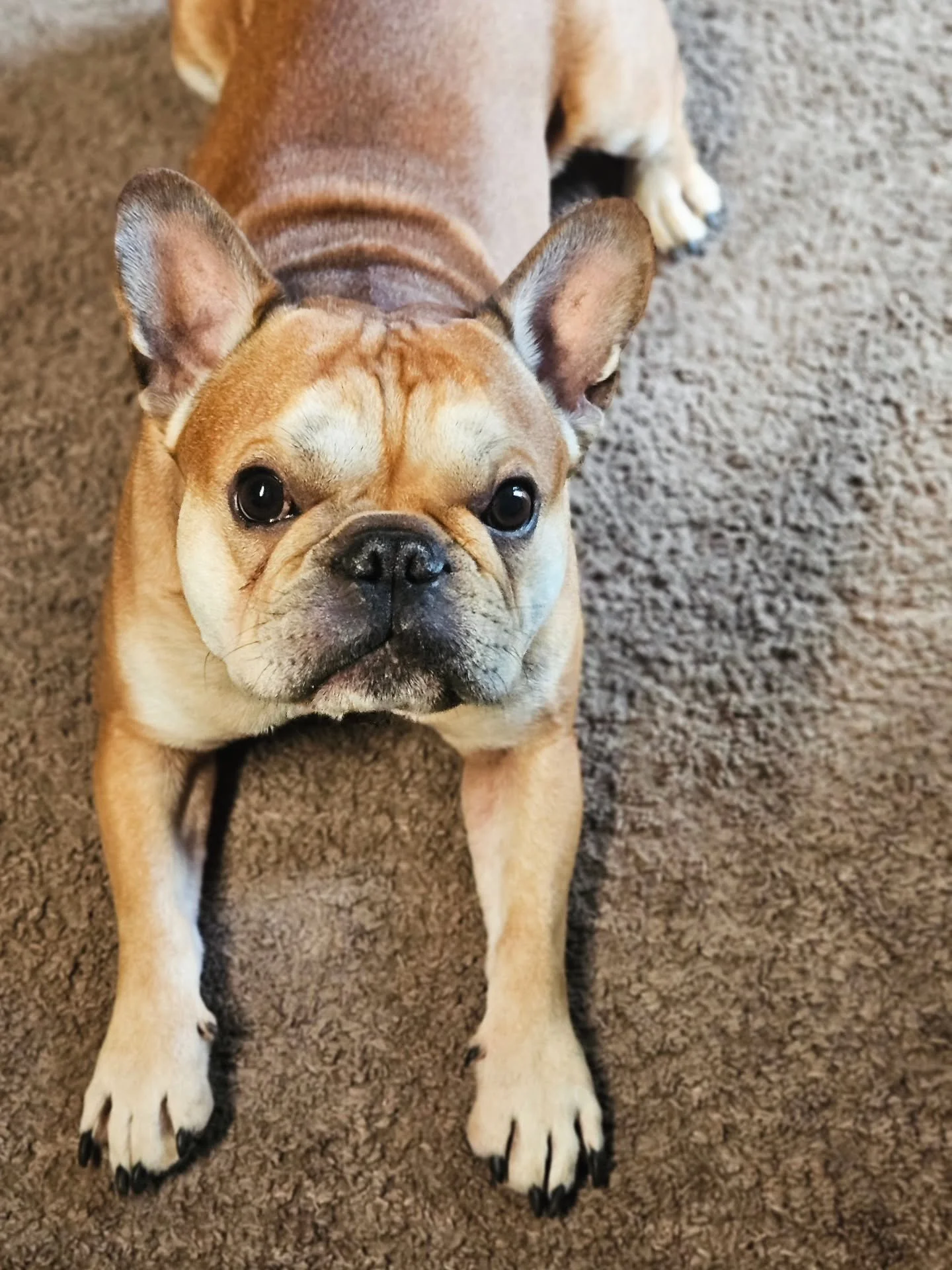 Walter showing off his cute little face 🤗