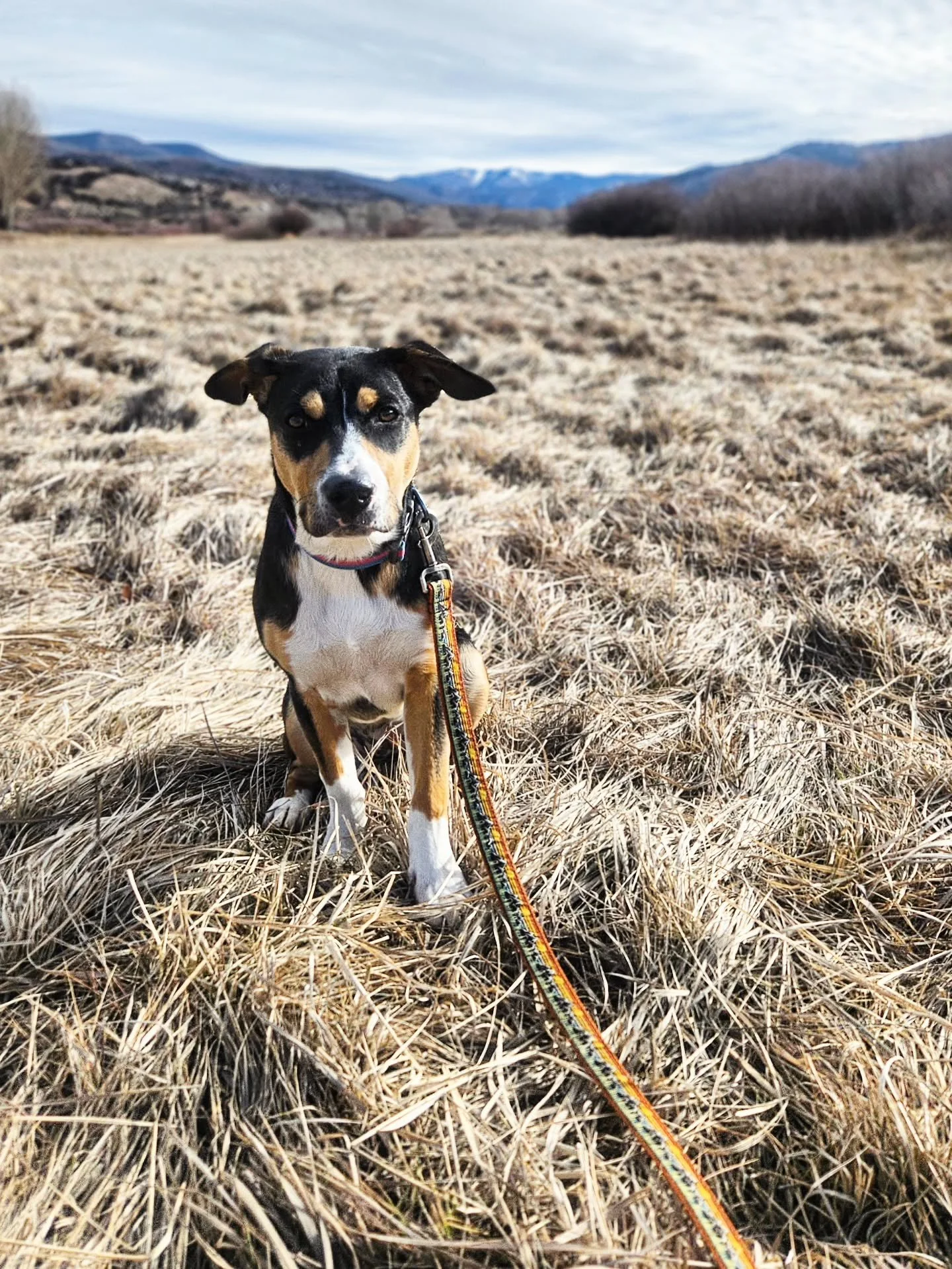 Riva says Happy Thanksgiving! 🐶 🦃