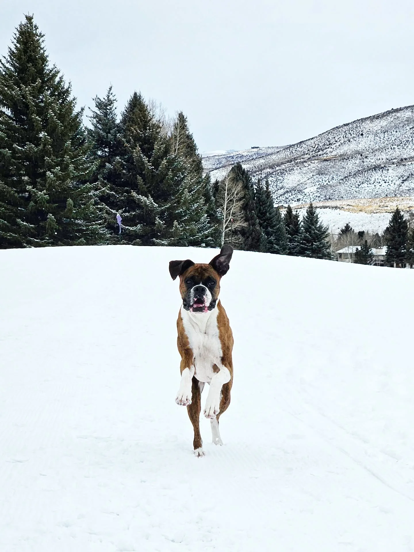 Murphey romping around during a rare day of snow coverage this winter