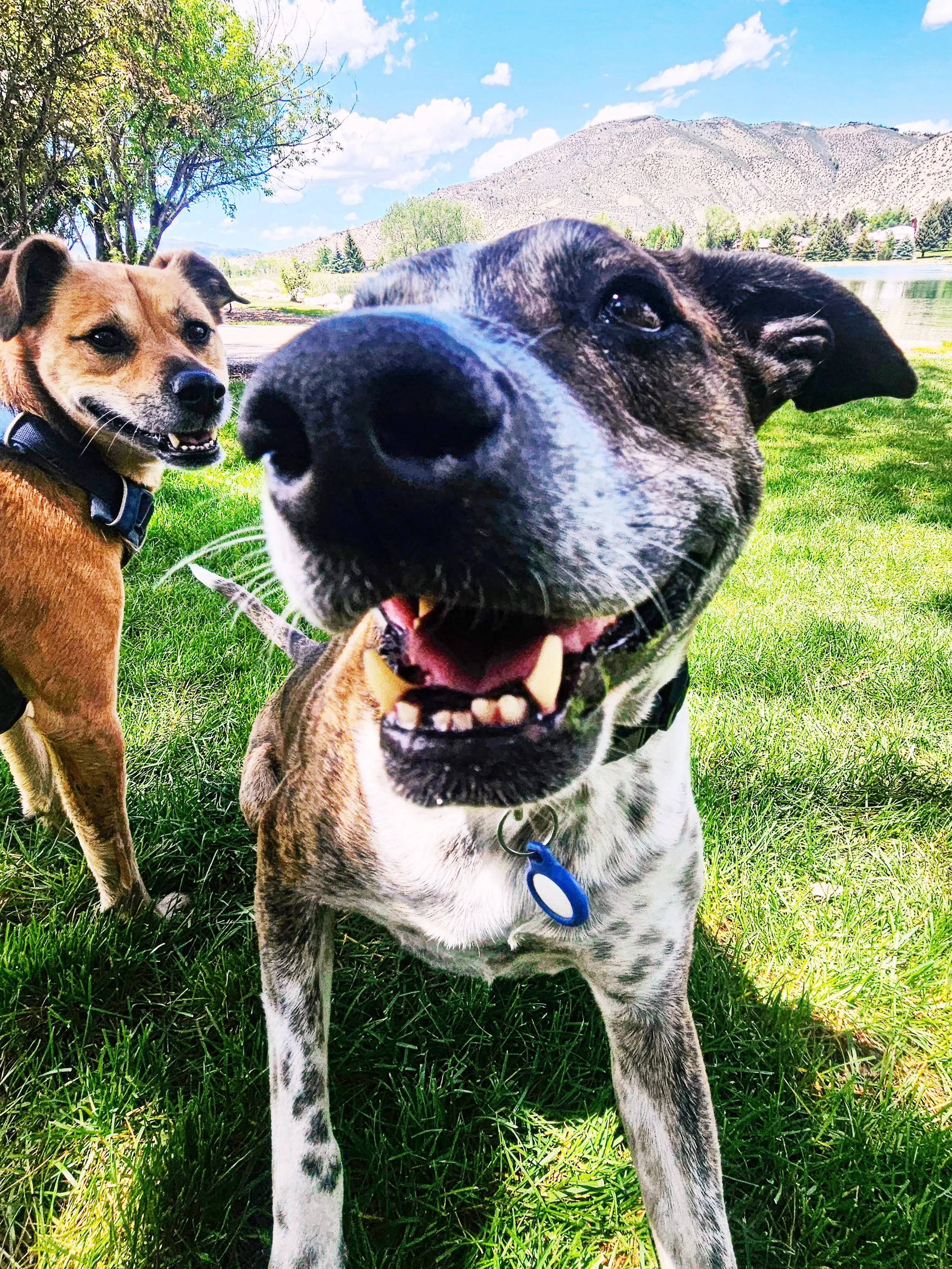 Otis was very proud to show off his best friend, Joey for a couple of walks last week!