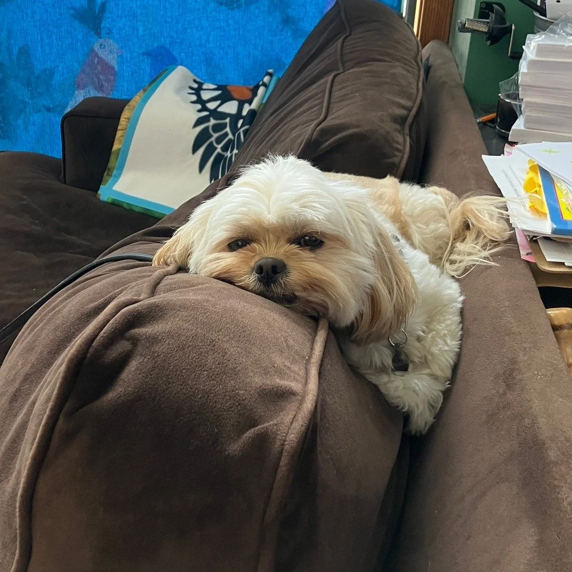 It&rsquo;s Myrtle Monday! We are so fortunate to have a school dog that spreads joy and love to our community. 💗🐾🐶 #myrtlemonday