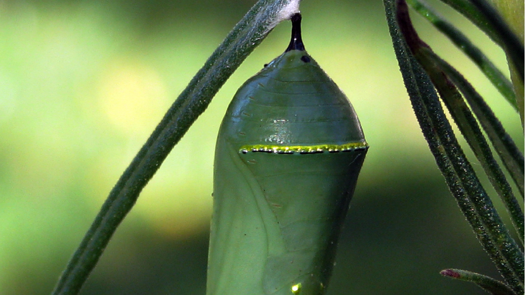 Empathy and the story of a butterfly