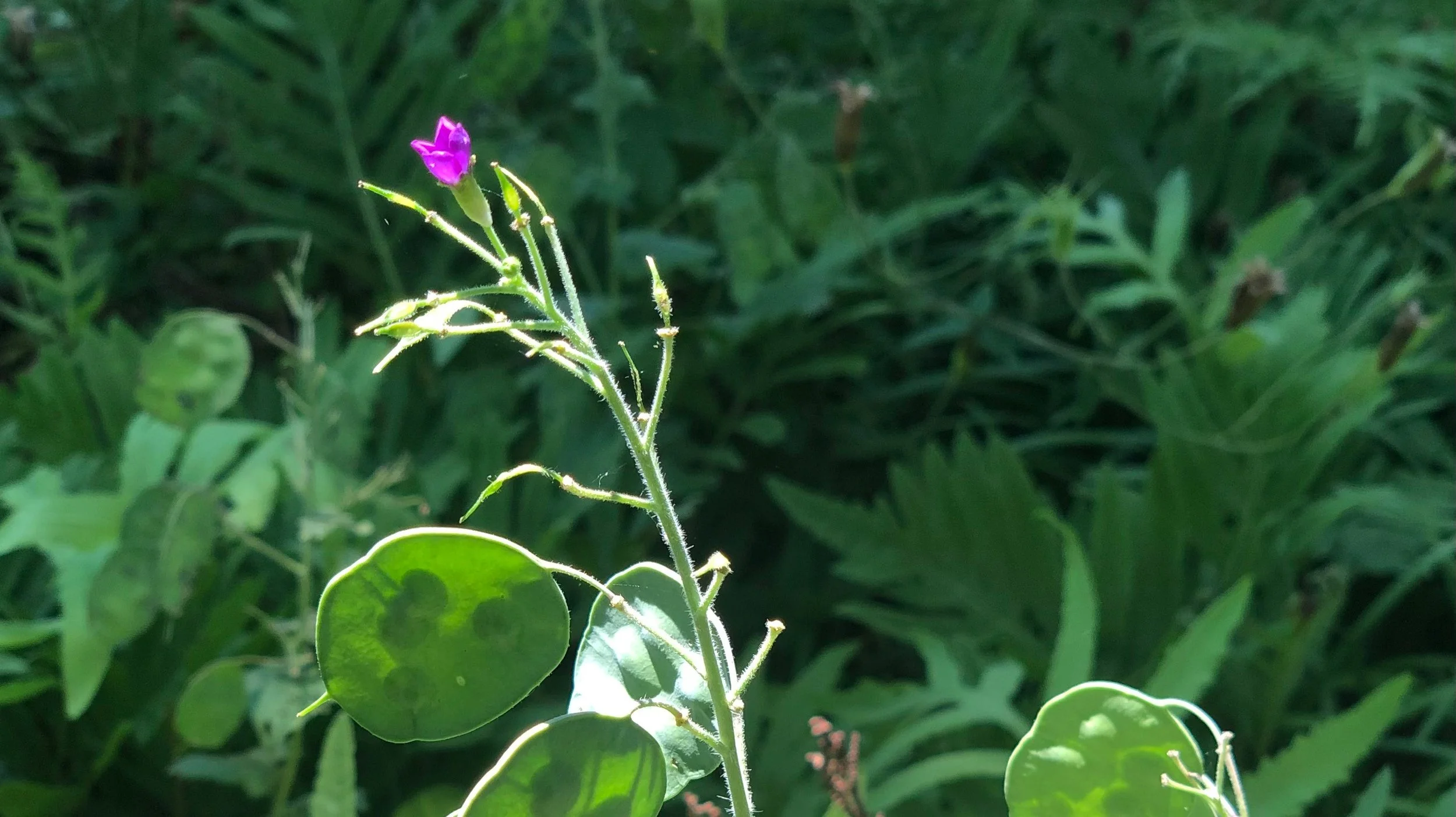 Introduction to Nonviolent Communication