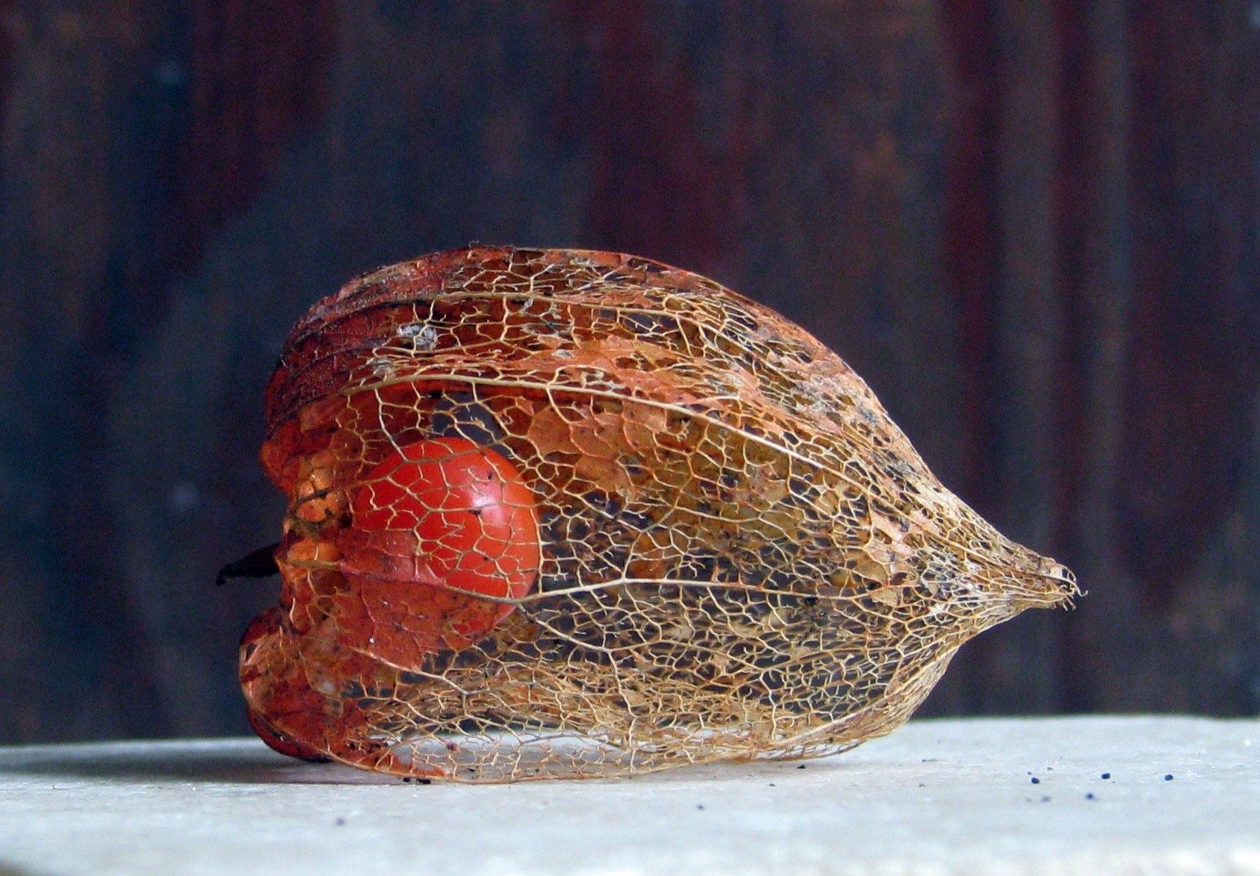 The Wonder of Seeds