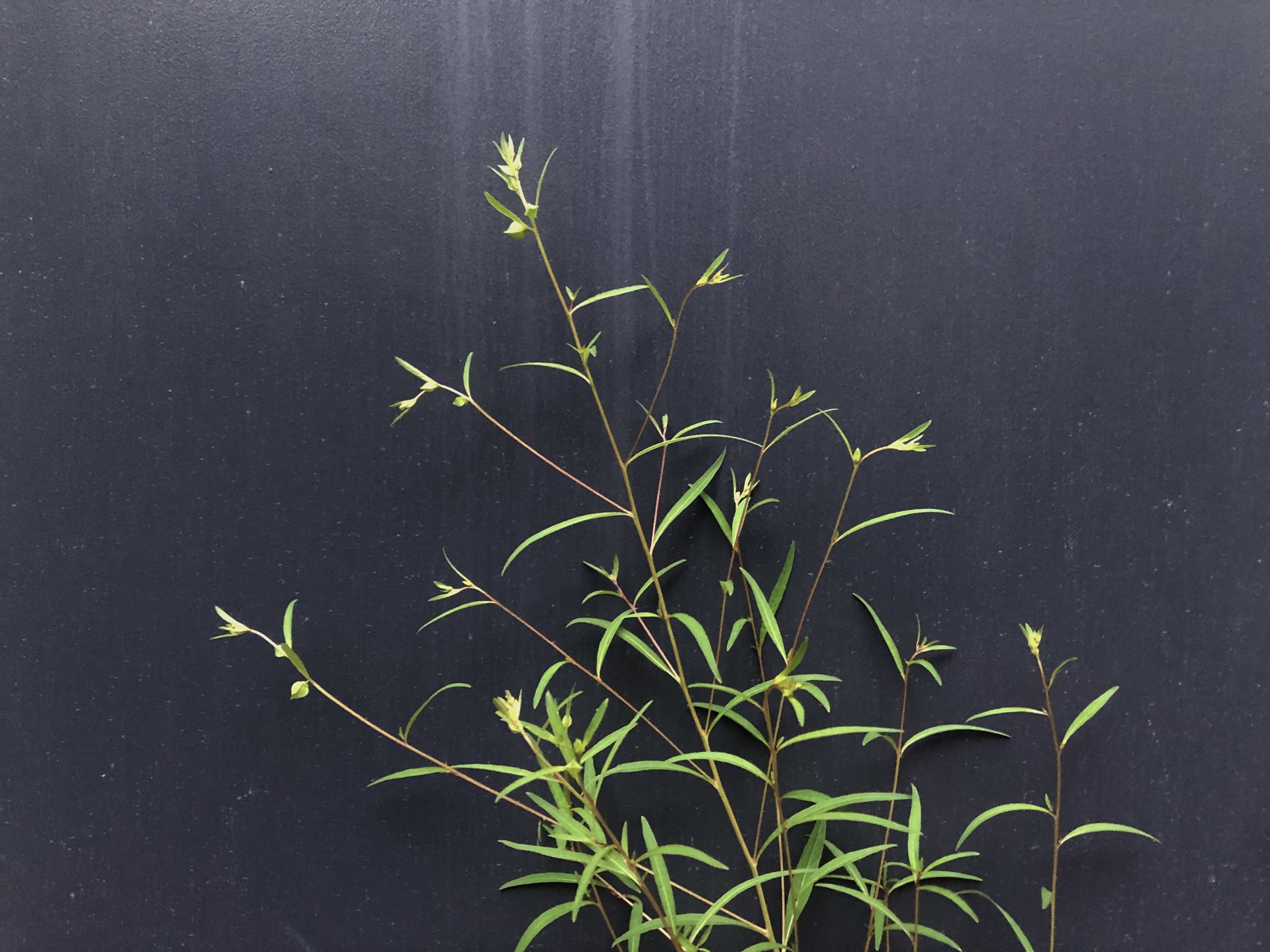 Seedbox plant?!