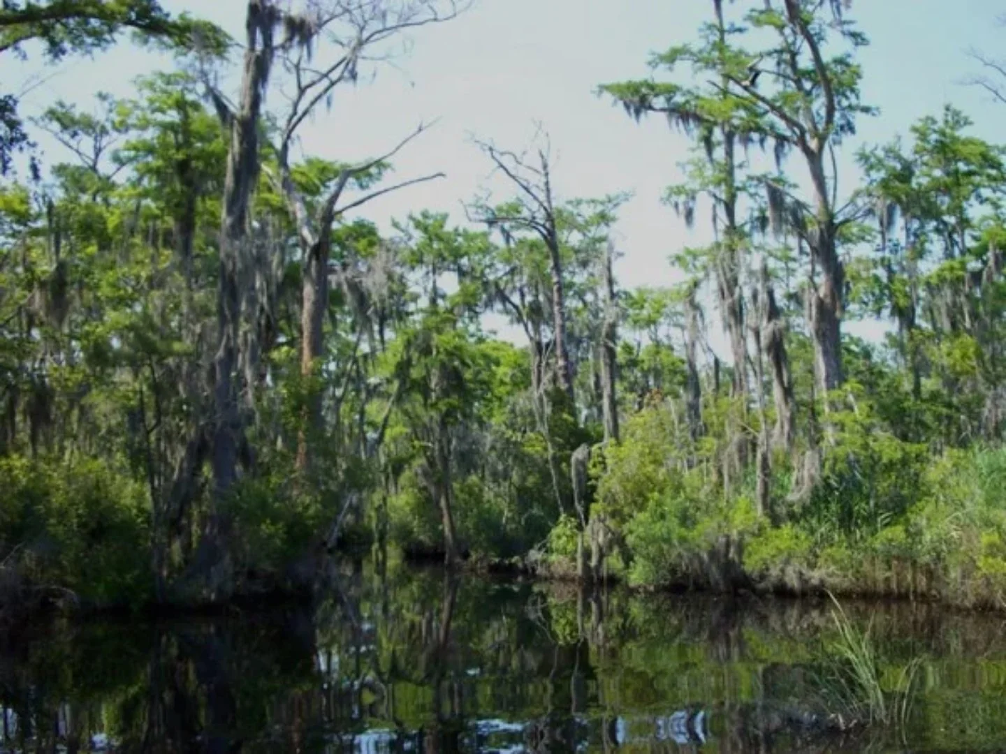 Photo of the Palmetto-Peartree Preserve by The Conservation Fund