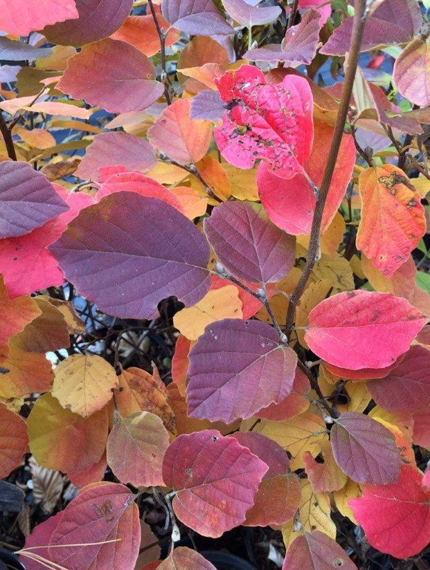 Fothergilla Gardenii in fall.jpg
