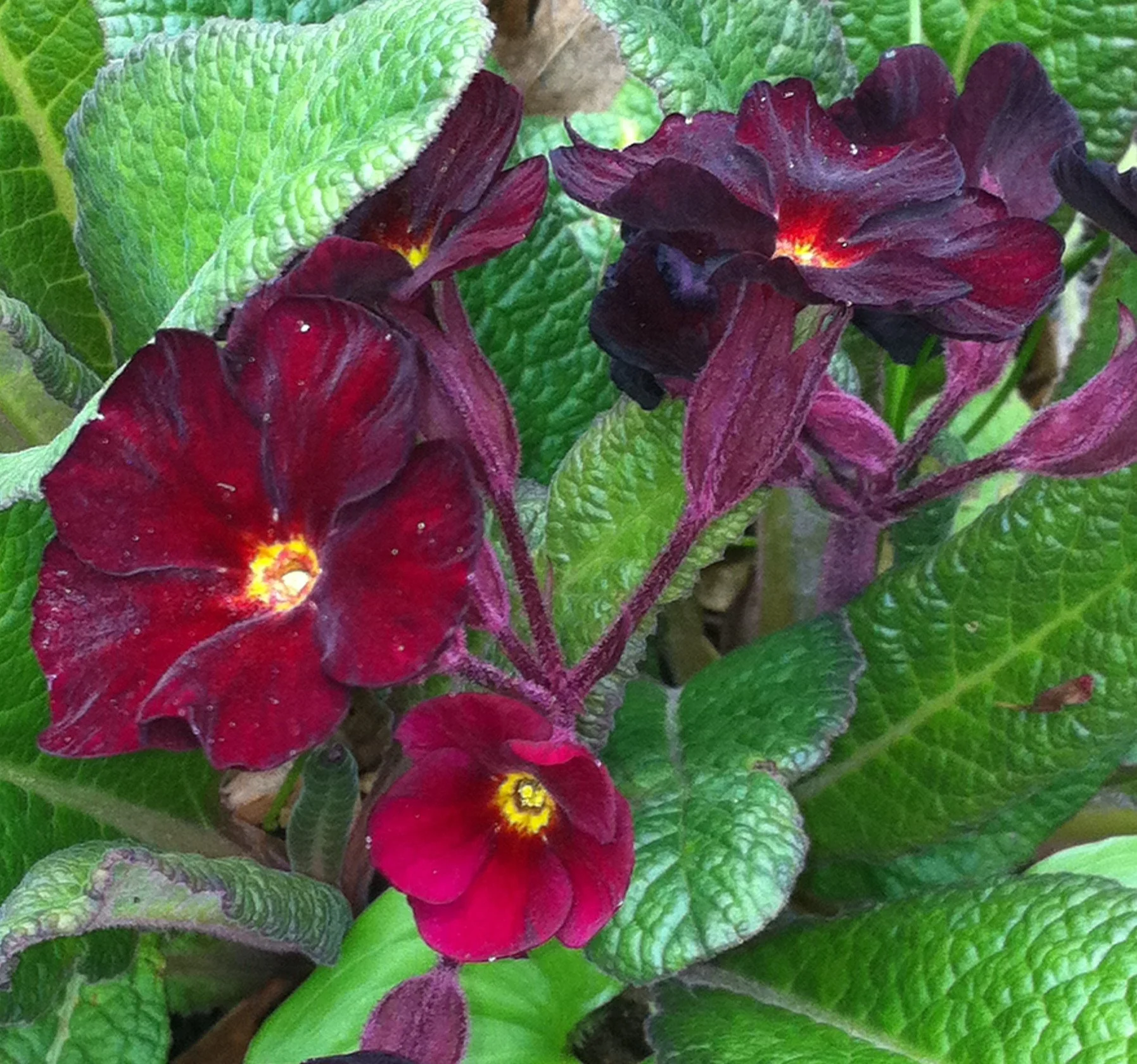 Fall Primulas Why Are My Primroses Blooming in the Fall? — SVGC