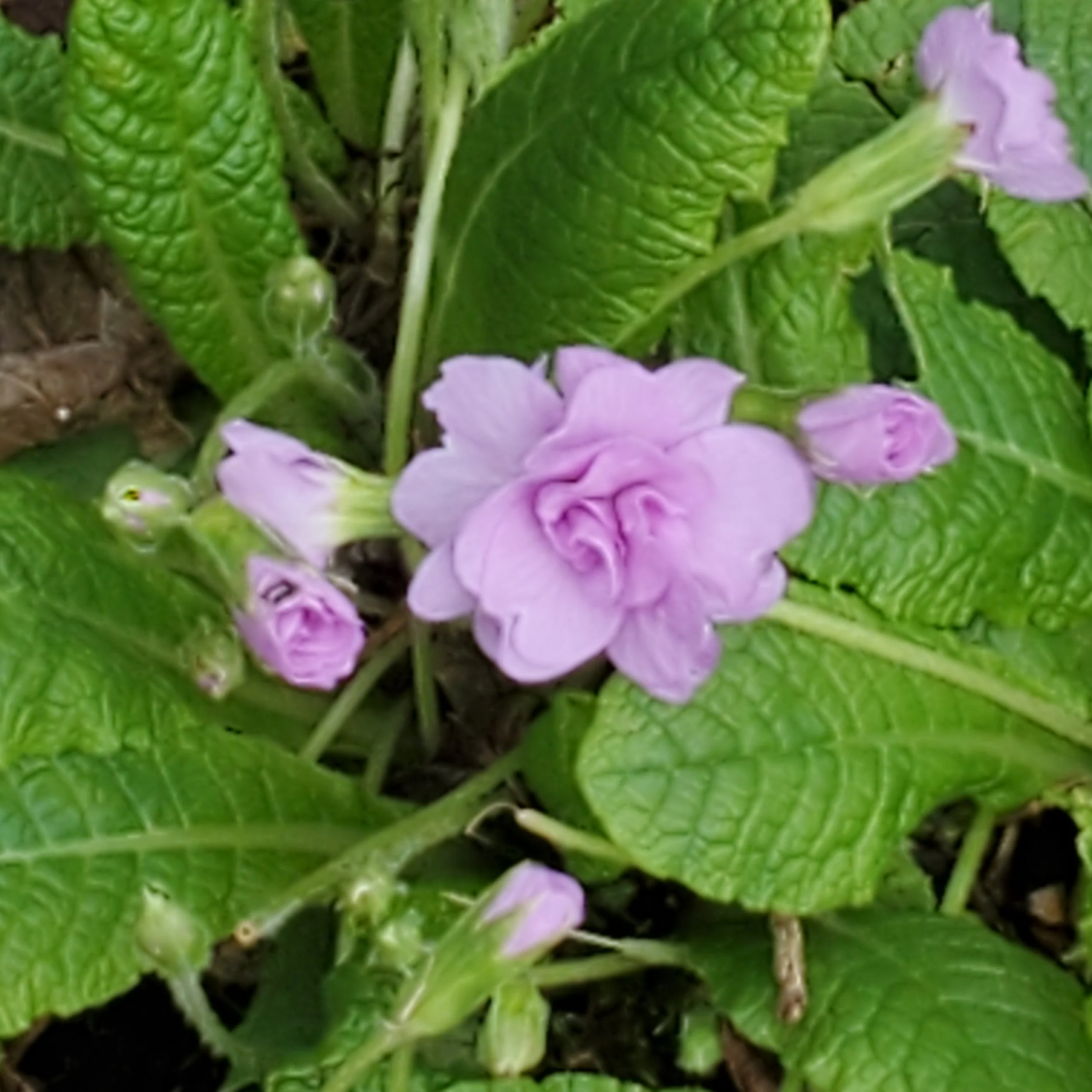 Why Are My Primroses Blooming in the Fall? — SVGC