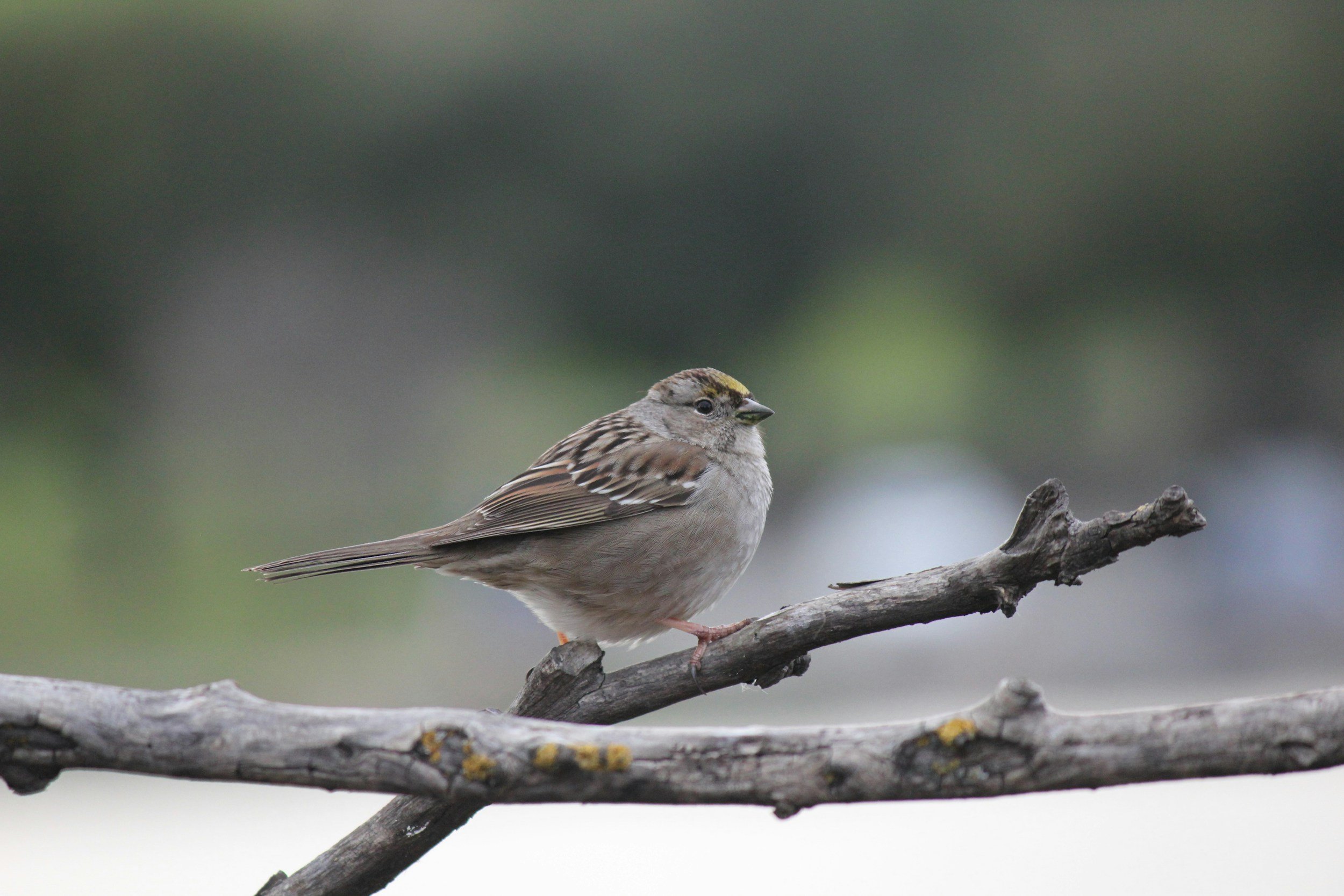 Golden-crown Sparrow